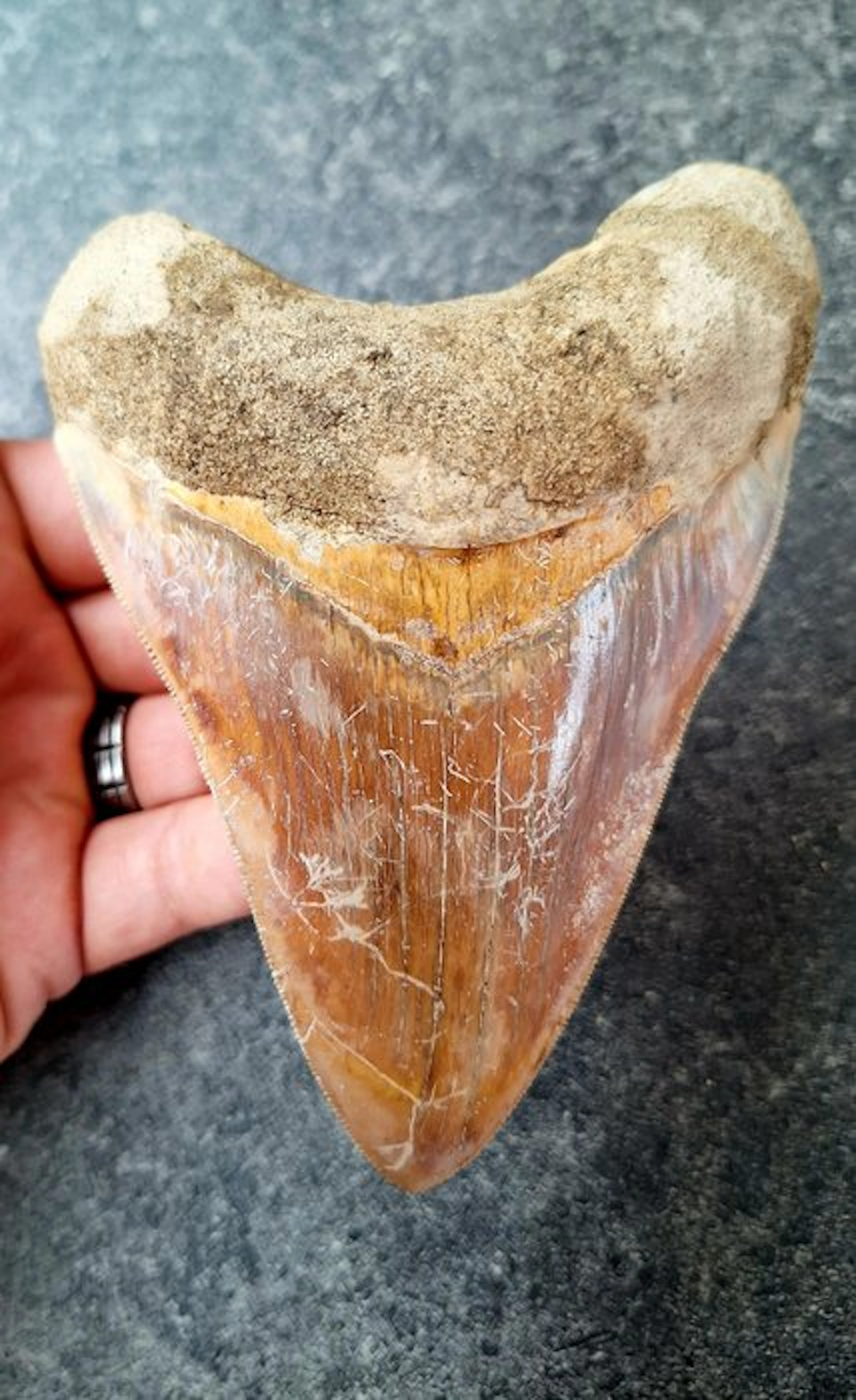 Megalodon - Fossil tooth - 13.3 cm - 9.4 cm