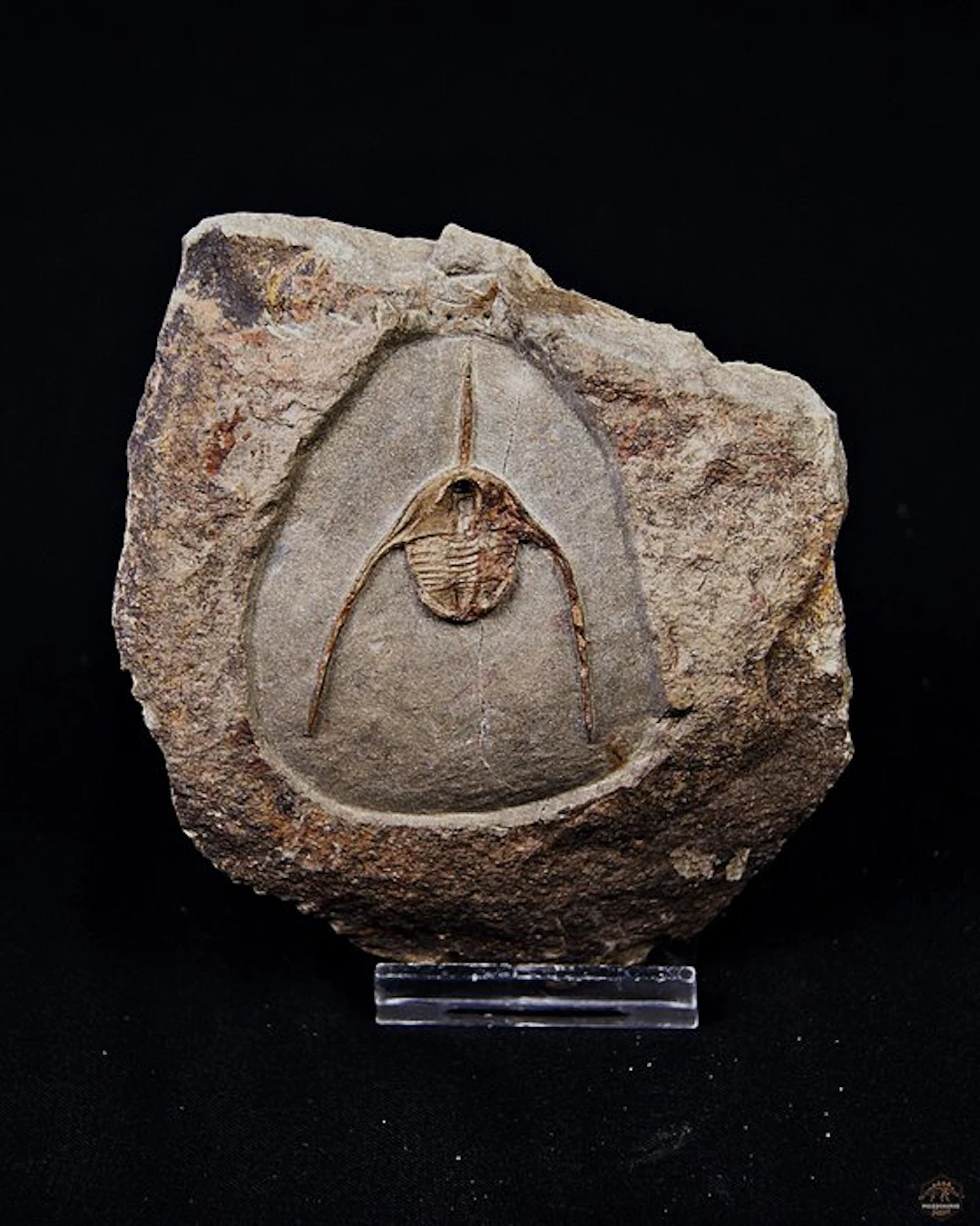 Trilobite - Fossilised animal - Ampyx cf. priscus