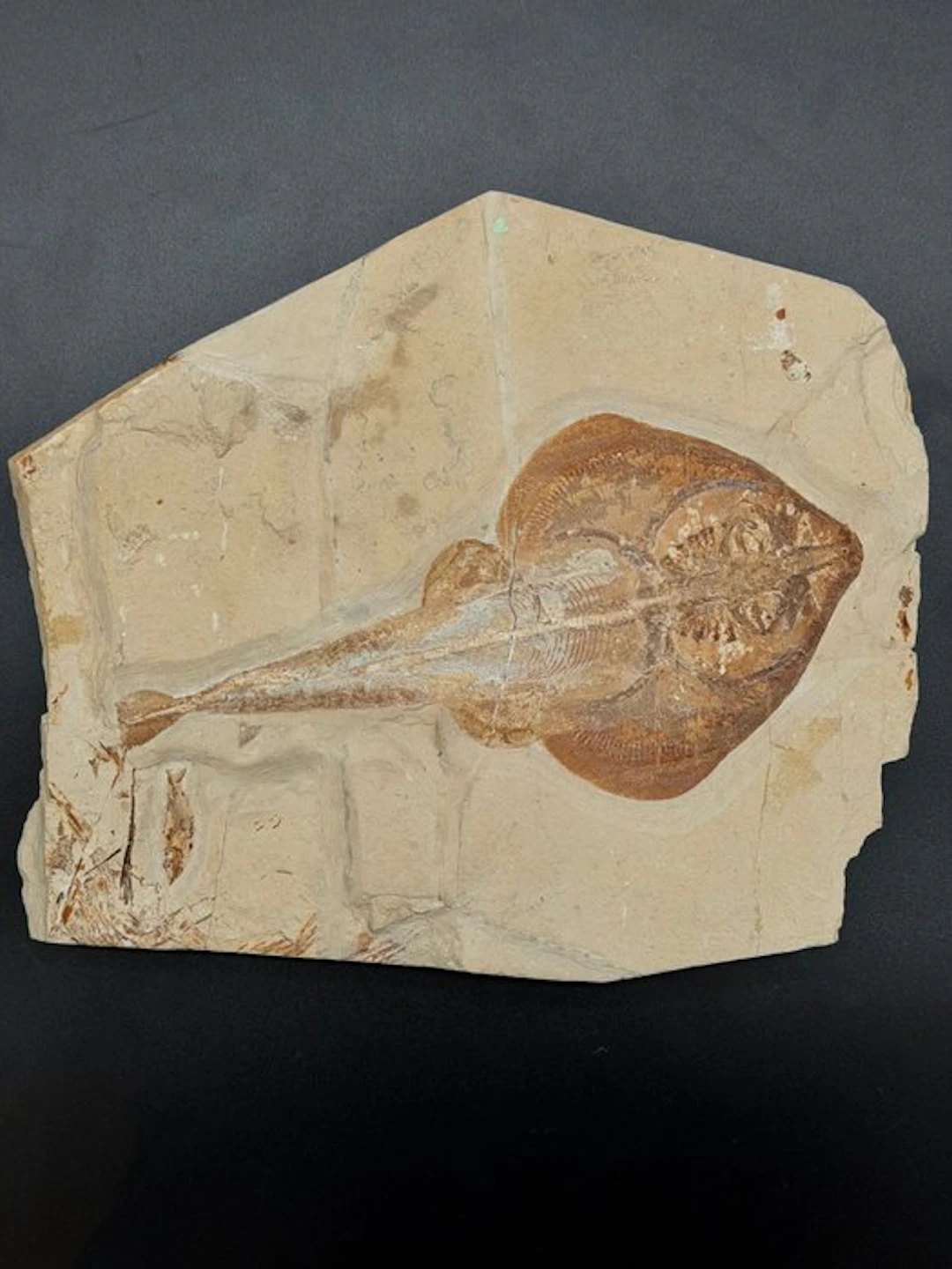 Fish - Fossilised articulated skeleton - Rhinobatos hakelensis - 26 cm - 30 cm