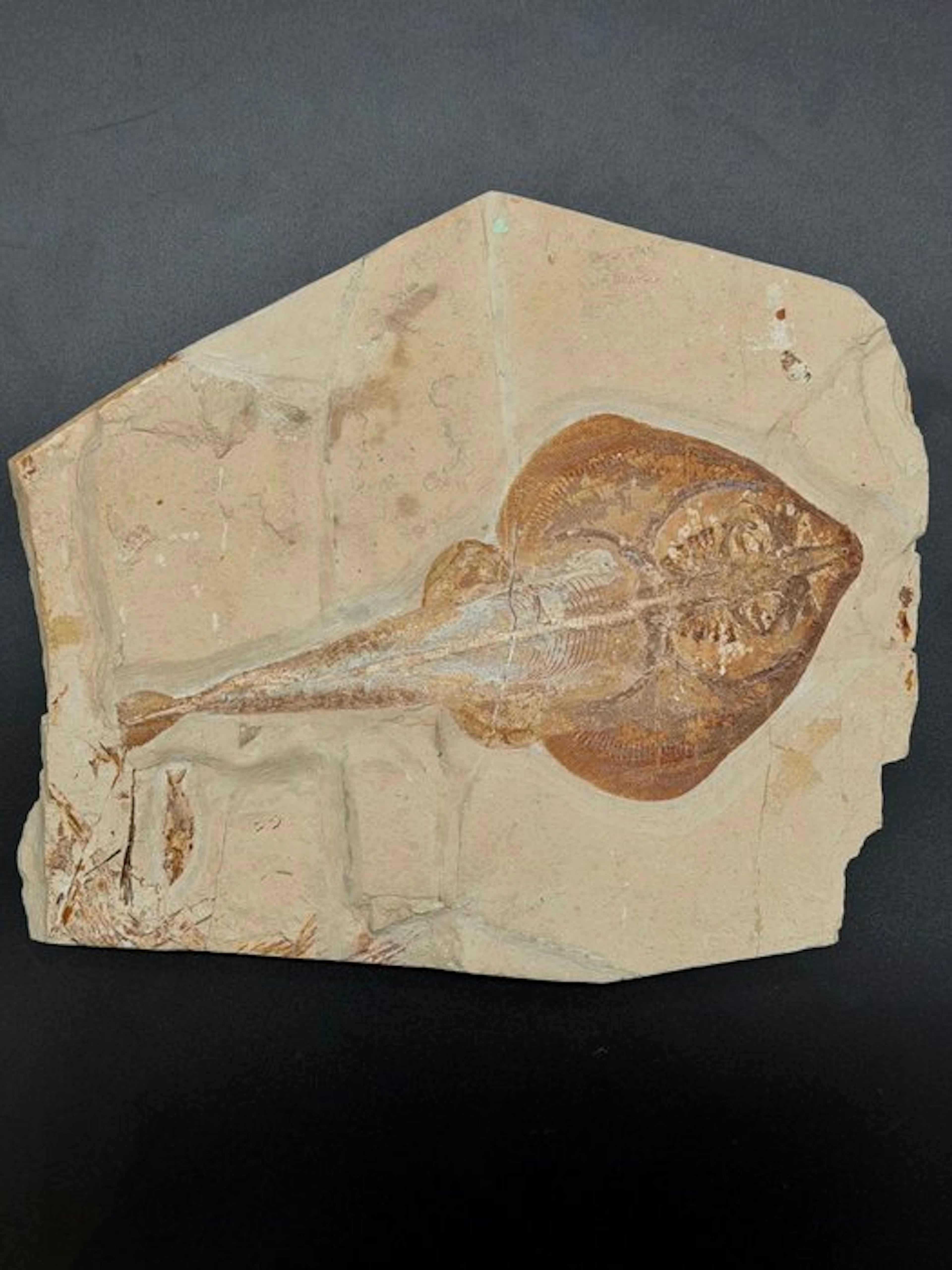 Fish - Fossilised articulated skeleton - Rhinobatos hakelensis - 26 cm - 30 cm
