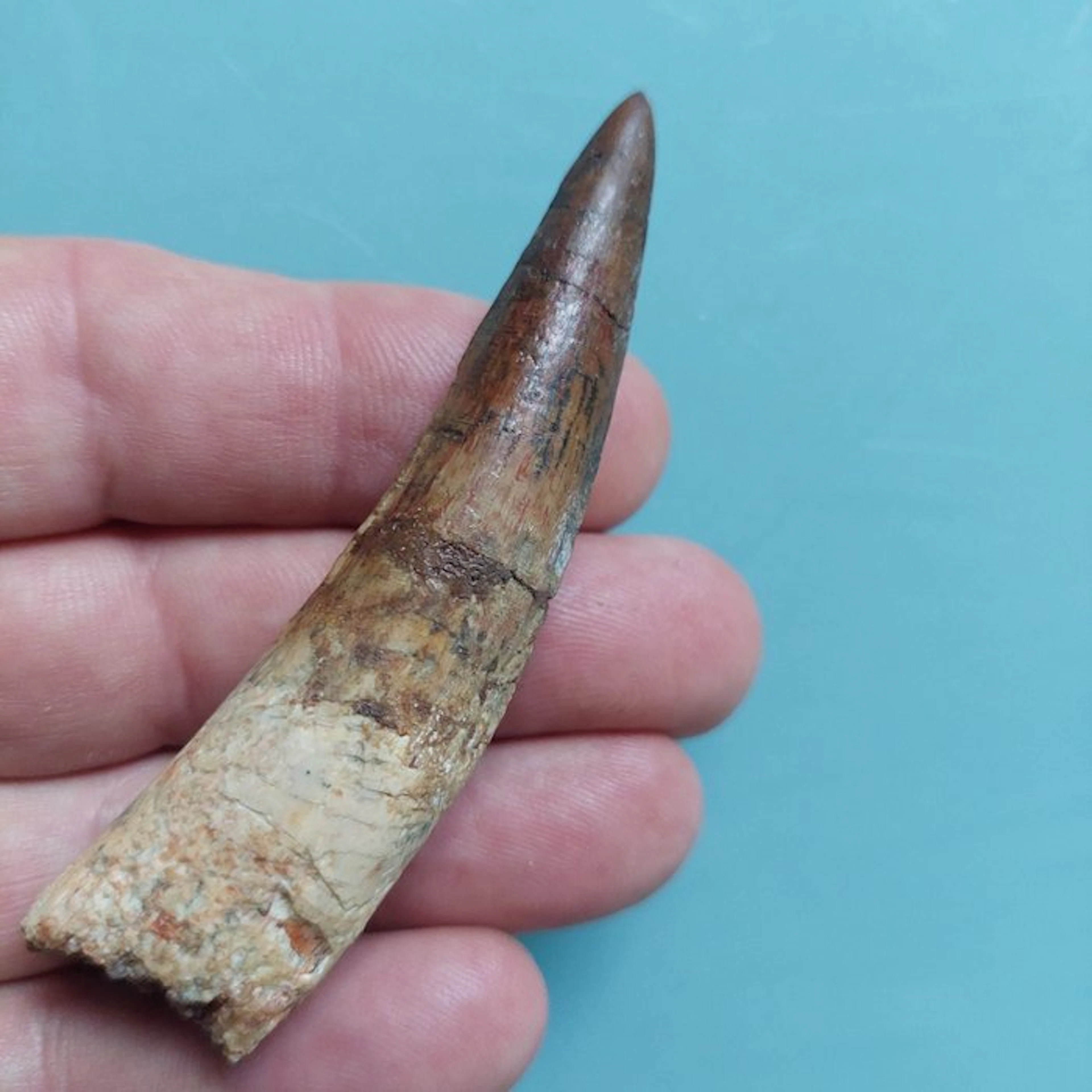 Spinosaur - Fossil tooth - 84 mm - 20 mm