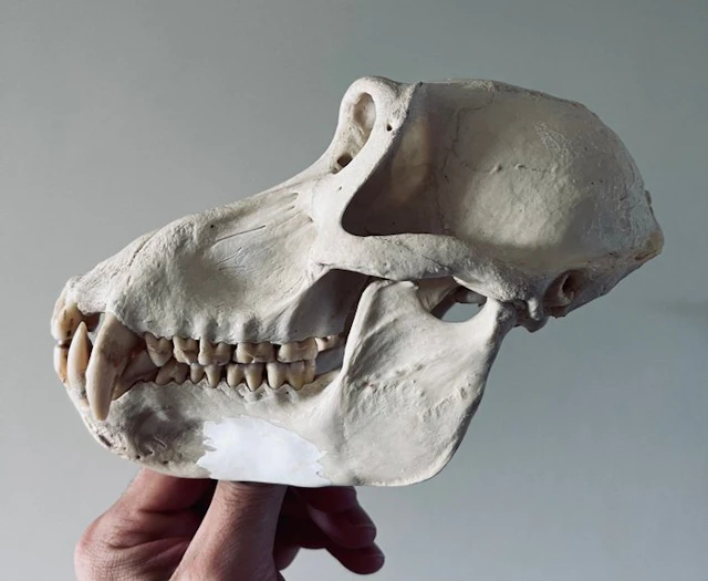 Monkey Mammal skull - Papio papio - 12 cm - 12 cm - 20 cm...