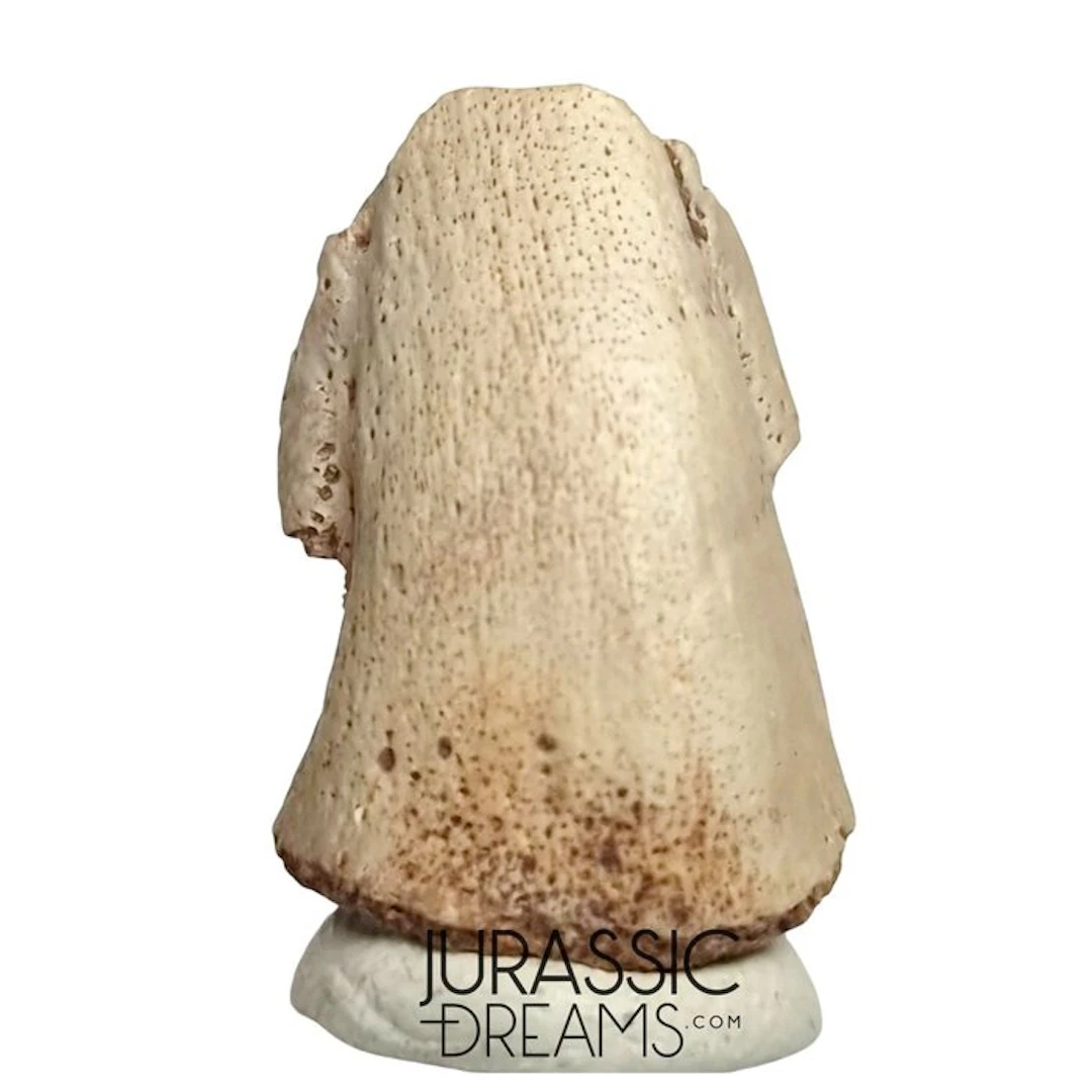 Exceedingly Rare Unidentified Iguanodontian Dinosaur...