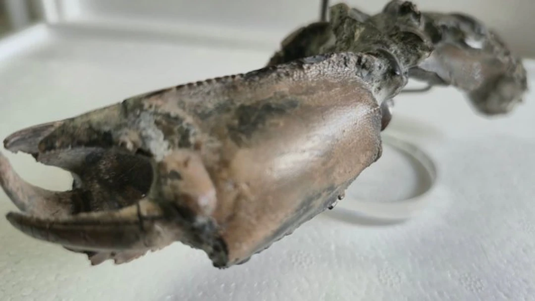 Crustacea - Fossilised animal - Thalantina - 5 cm - 7 cm