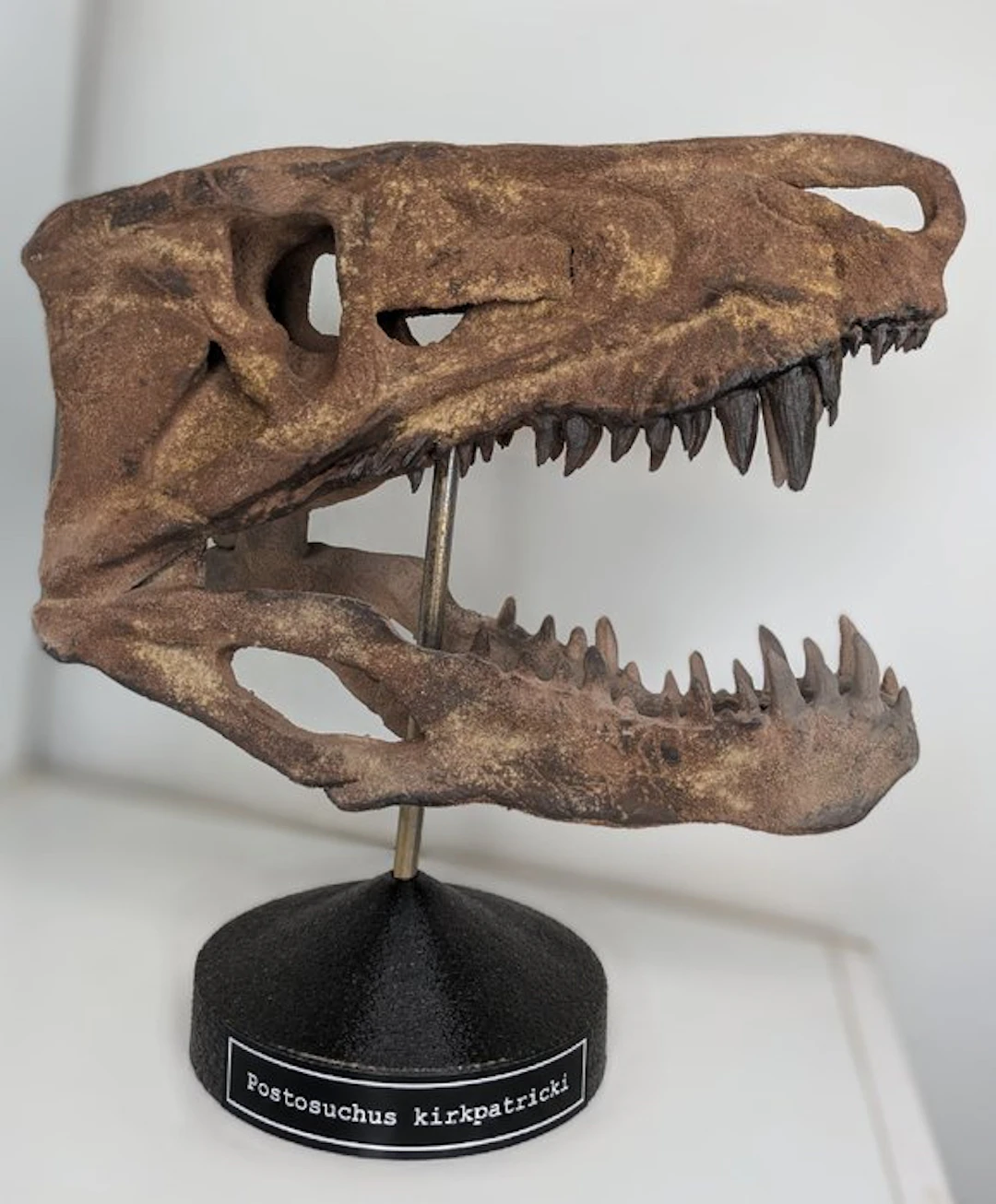 Fossil skull - Postosuchus kirkpatricki - Museum Grade replica - 35 cm - 20 cm