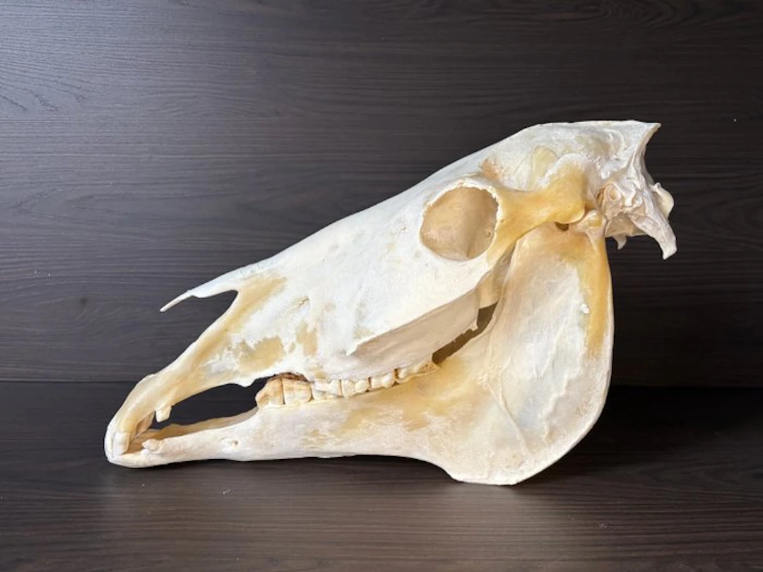 Horse Skull - Equus ferus caballus - 40 cm - 65 cm - 30...