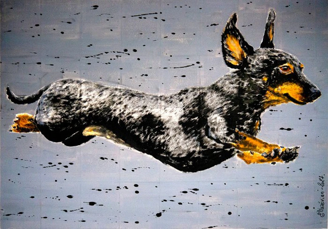 Bazévian DelaCapucinière - POrtrait Come Fly with me - Teckel Dachshund dog XXL