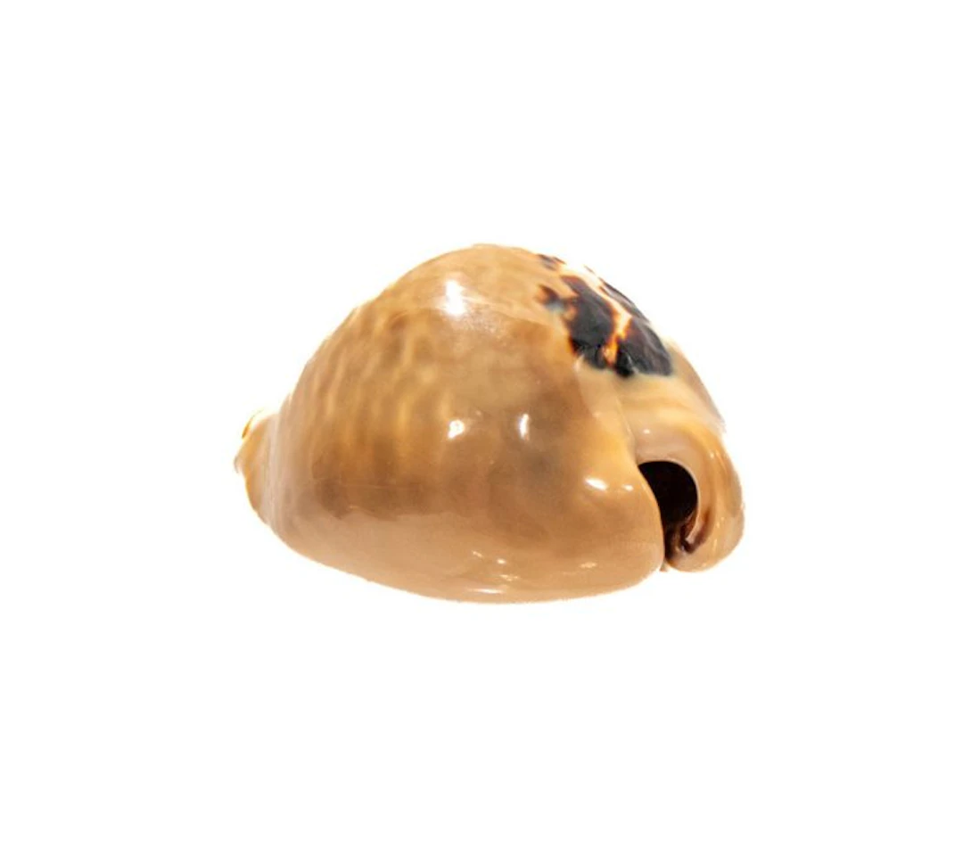 Muracypraea mus - Rare Mouse Cowrie - Exceptional GEM...