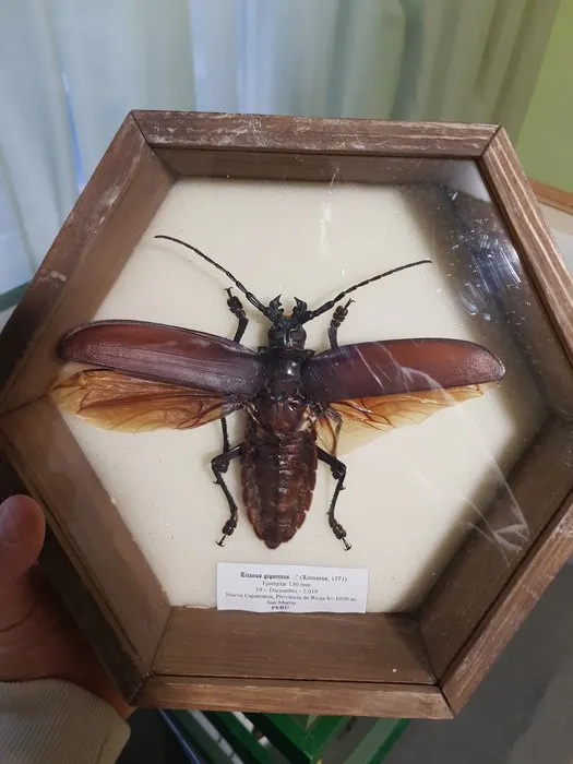 Insect Taxidermy full body mount - Titanus giganteus - 30...