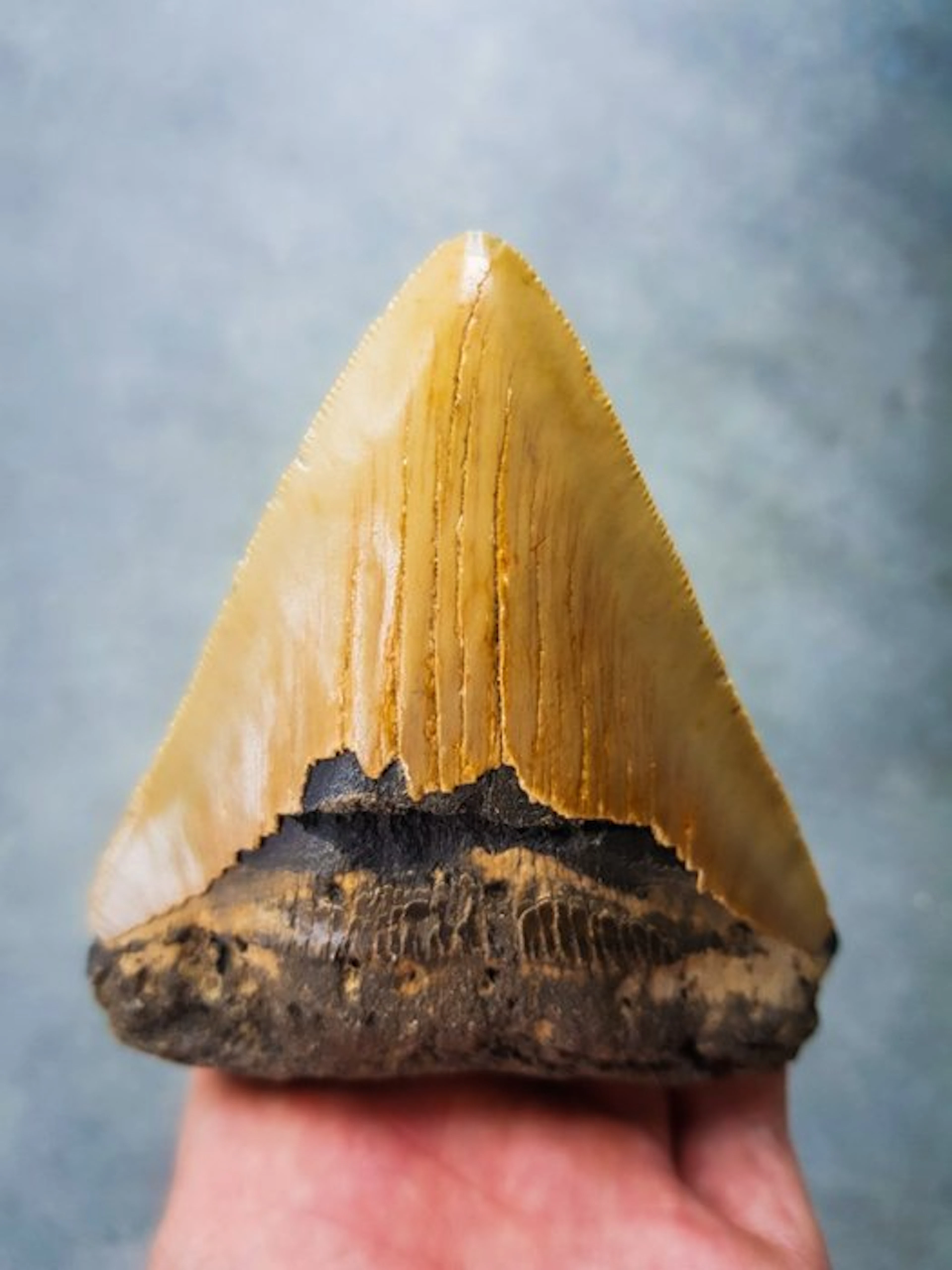 Megalodon - Fossil tooth - 100 mm - 91 mm