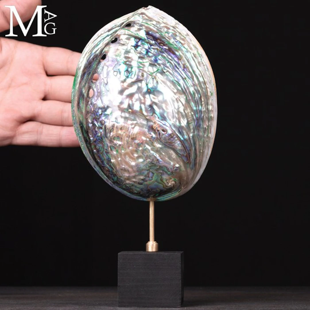 Polished Haliotis Iris Shell with Vibrant Blue-Green...