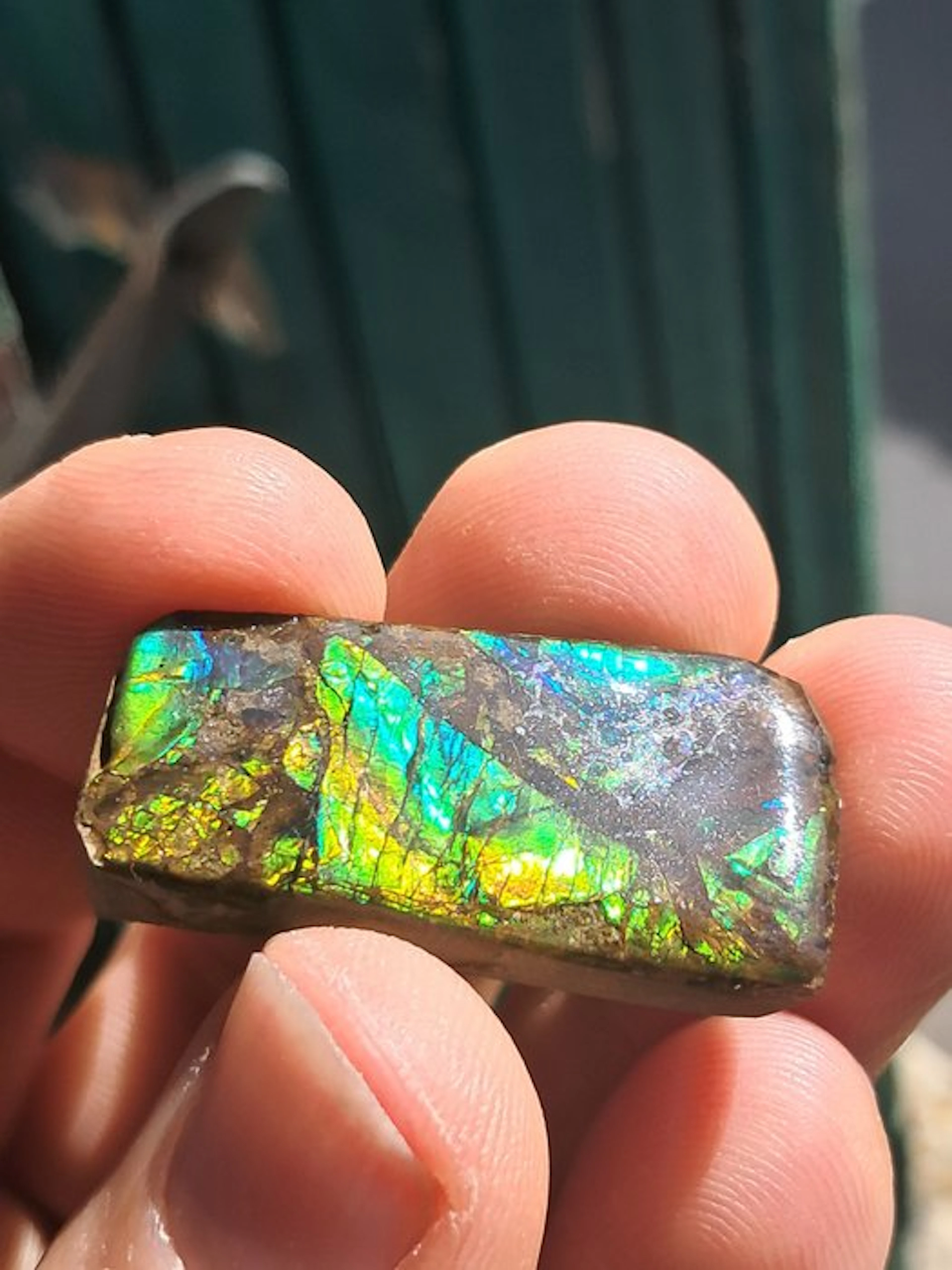 Ammolite - Fossil fragment - Placenticeras - 3.8 cm - 1.9 cm (No reserve price)