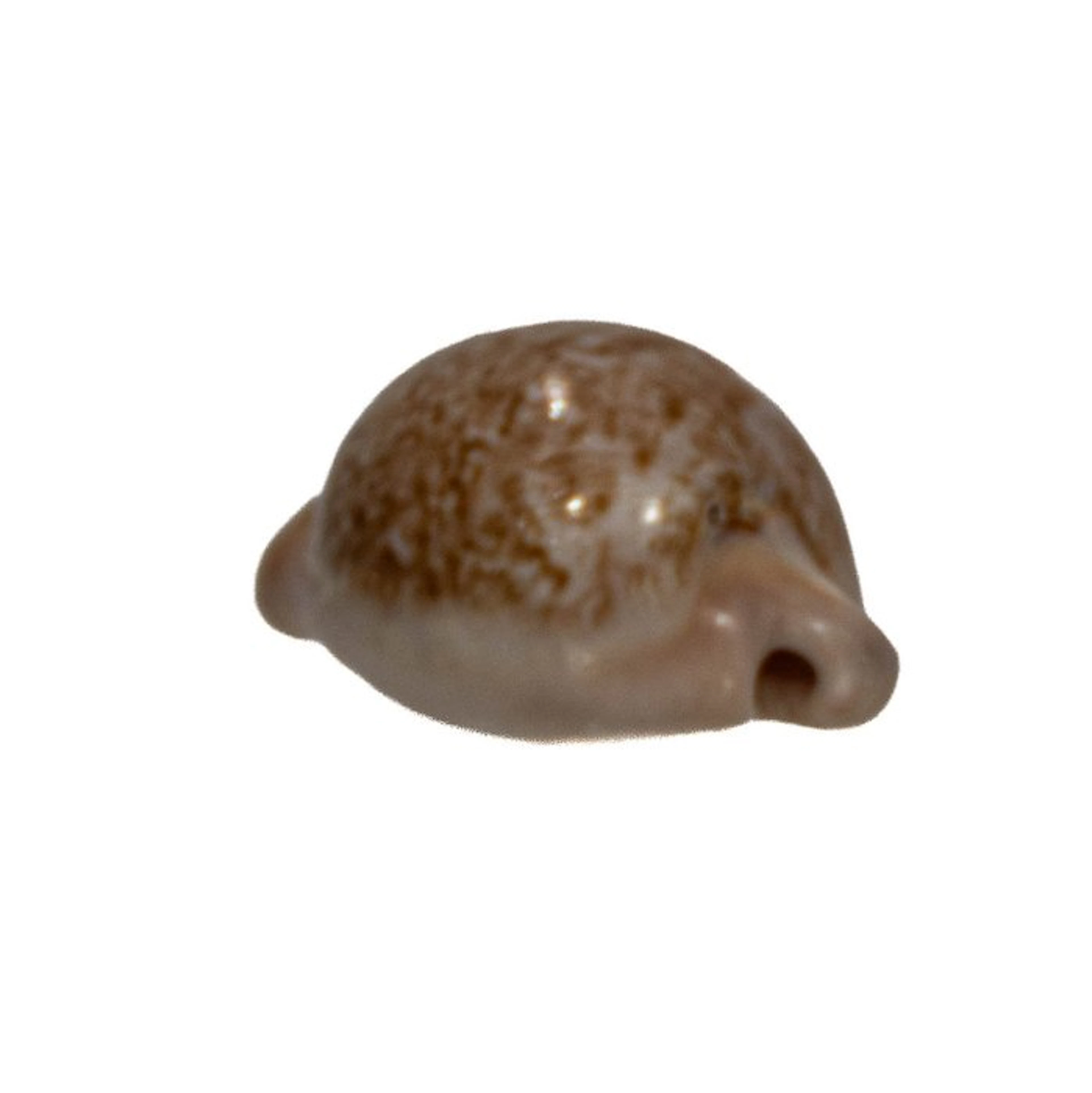 Red-brown South Africa cowrie: Cypraea fuscorubra (37 mm)...