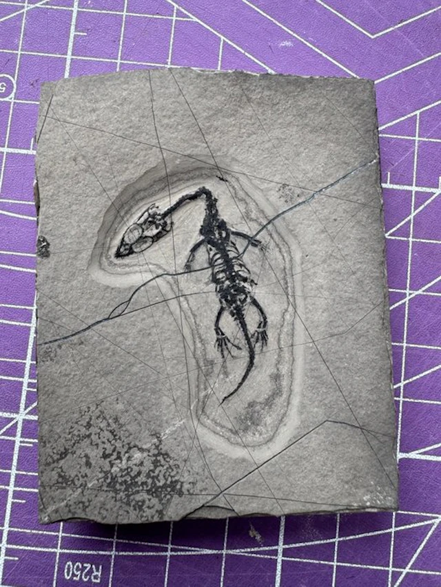 Fossil reptile: Keichousaurus - a rare testimony from the...
