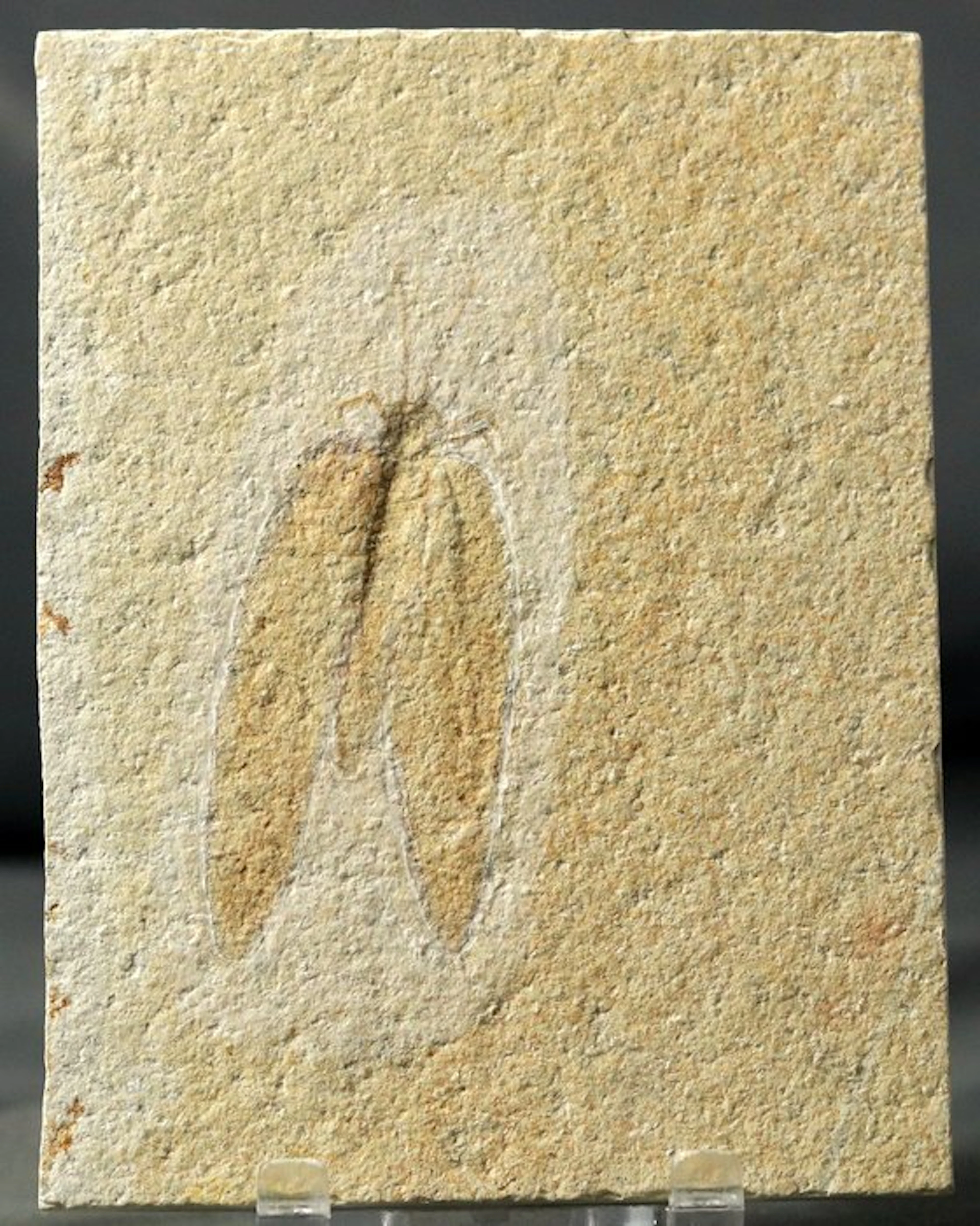 A finely preserved fossil insect (6.7 cm !! )...