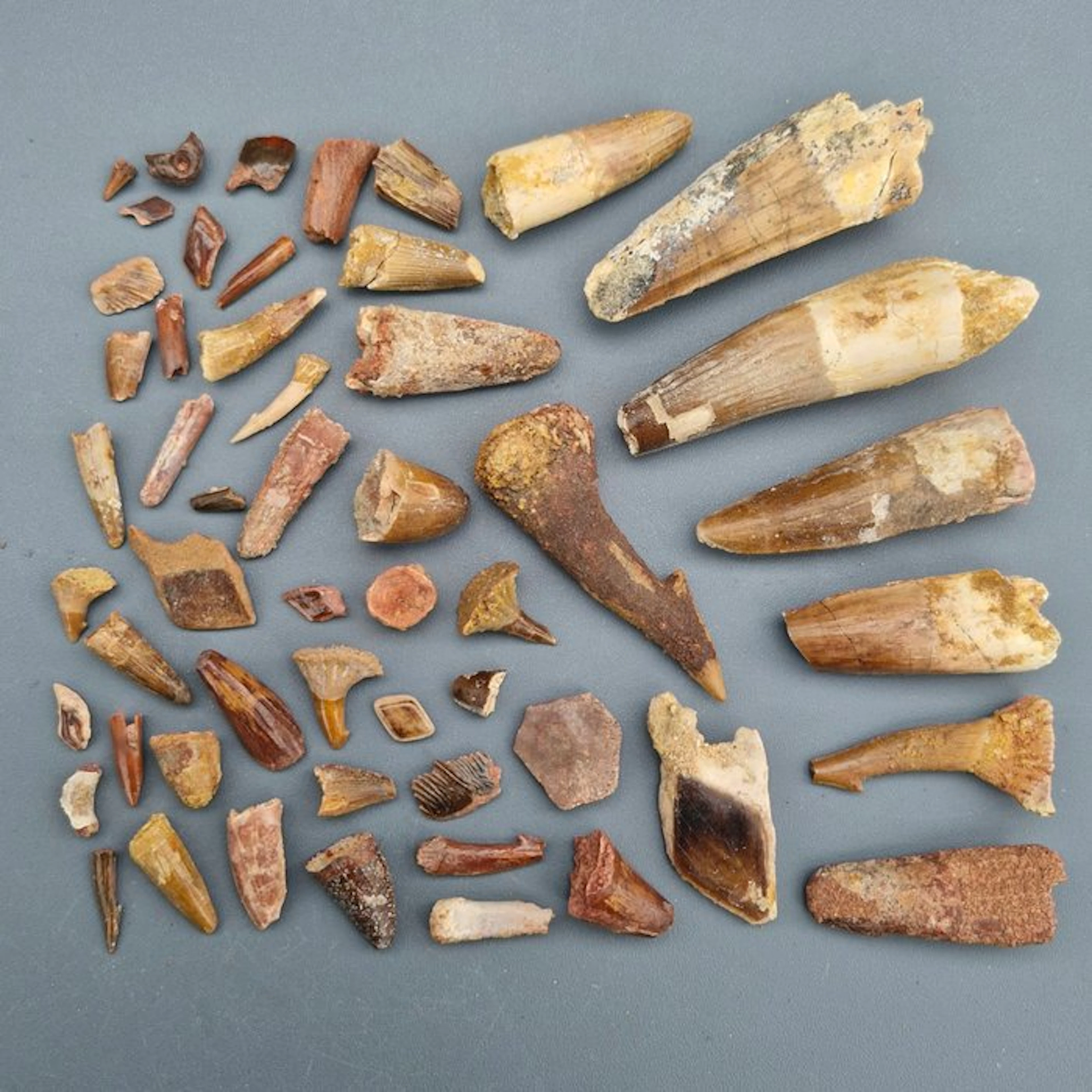 Undetermined collection - Fossil tooth - Dinosaur: Spinosaur