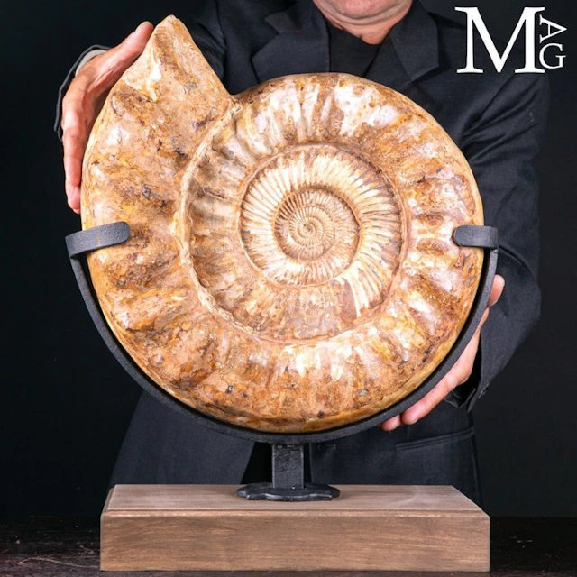Large Ammonite - Primordial Ocean Douvilleiceras - Height...