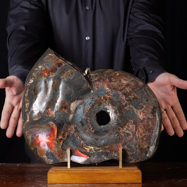 Red Opal - Pyritized fossil Ammonite - Fossil fragment...