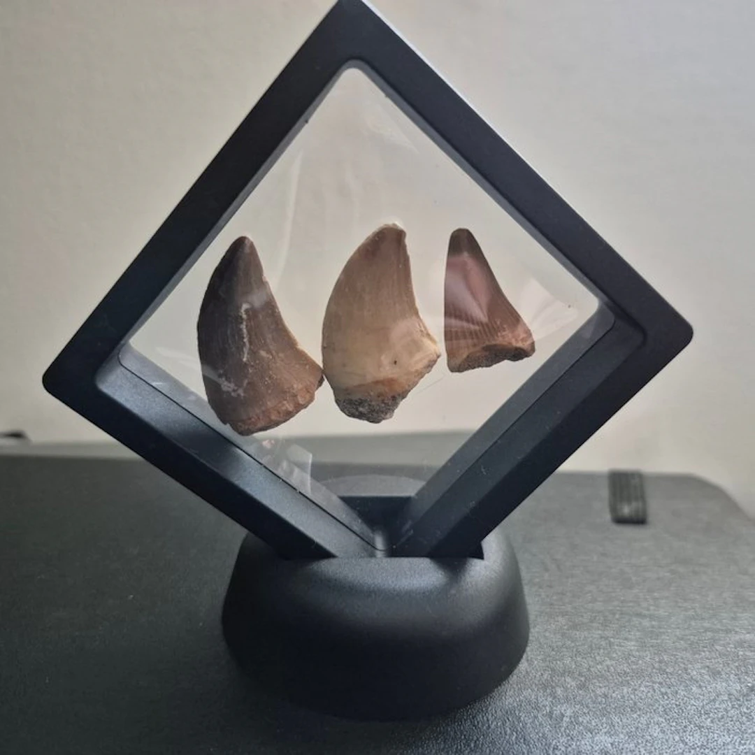 Mosasaur - Fossil teeth - 7 cm - 7 cm (No reserve price)