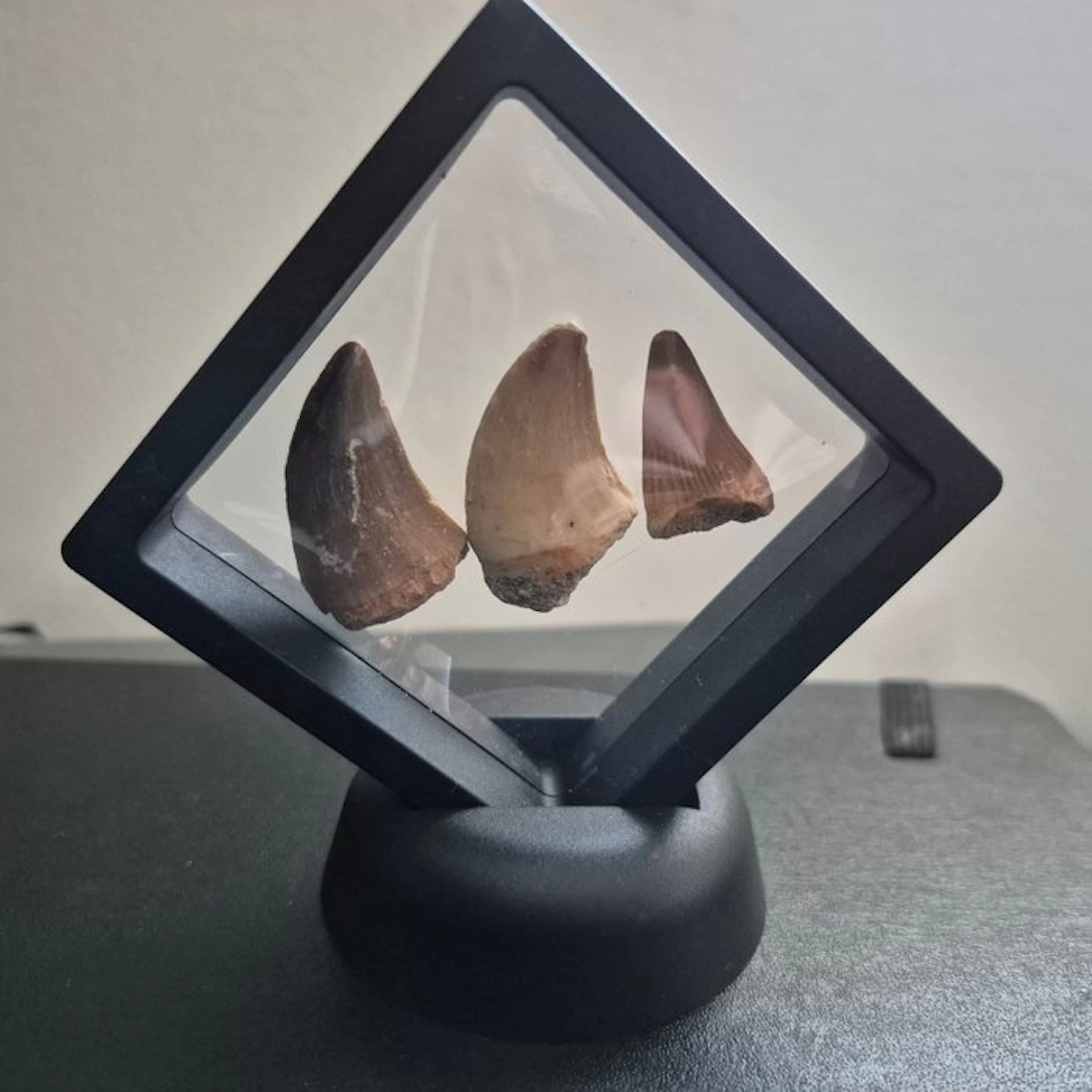 Mosasaur - Fossil teeth - 7 cm - 7 cm (No reserve price)
