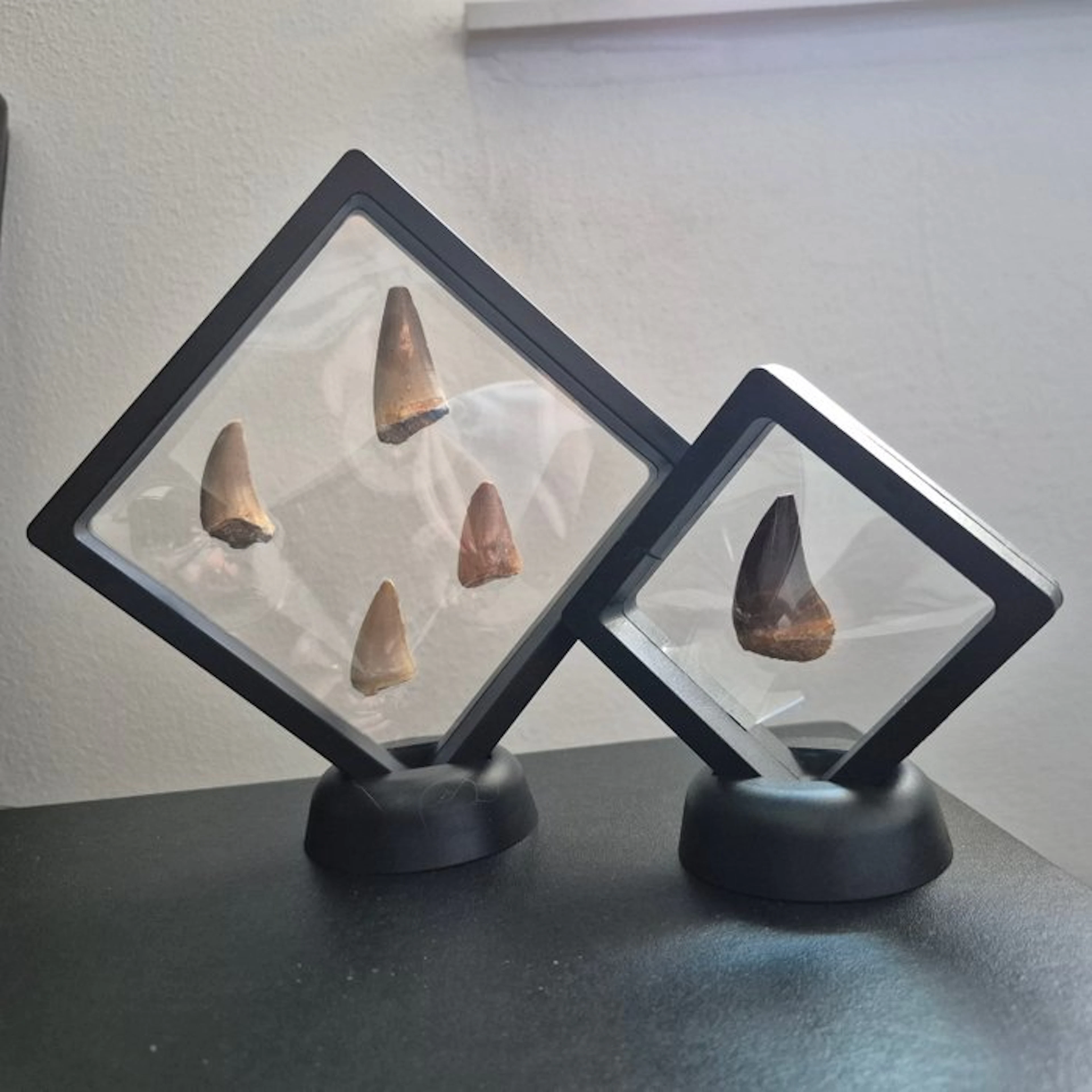 Mosasaur - Fossil tooth - 4.5 cm - 2 cm (No reserve price)