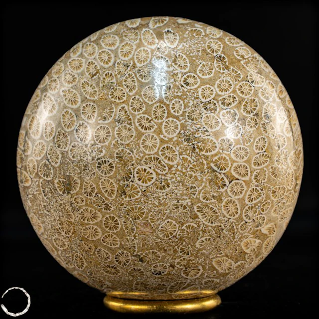 Very rare fossil coral ball – Petrified masterpiece of...