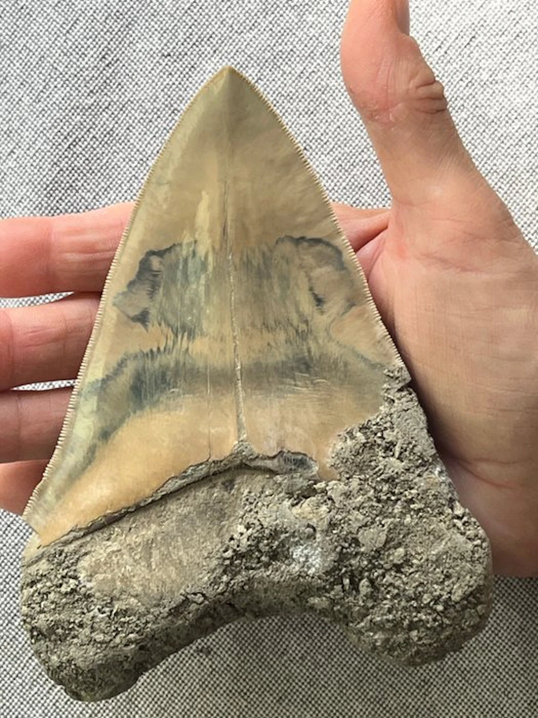 Huge Megalodon tooth 14,9 cm - Fossil tooth - Carcharocles megalodon