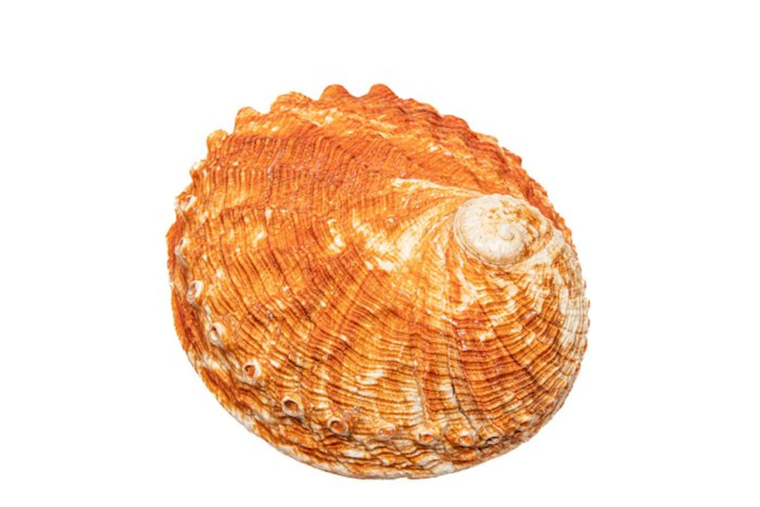 Collector's item TOP Pourtalès' abalone Skeleton...
