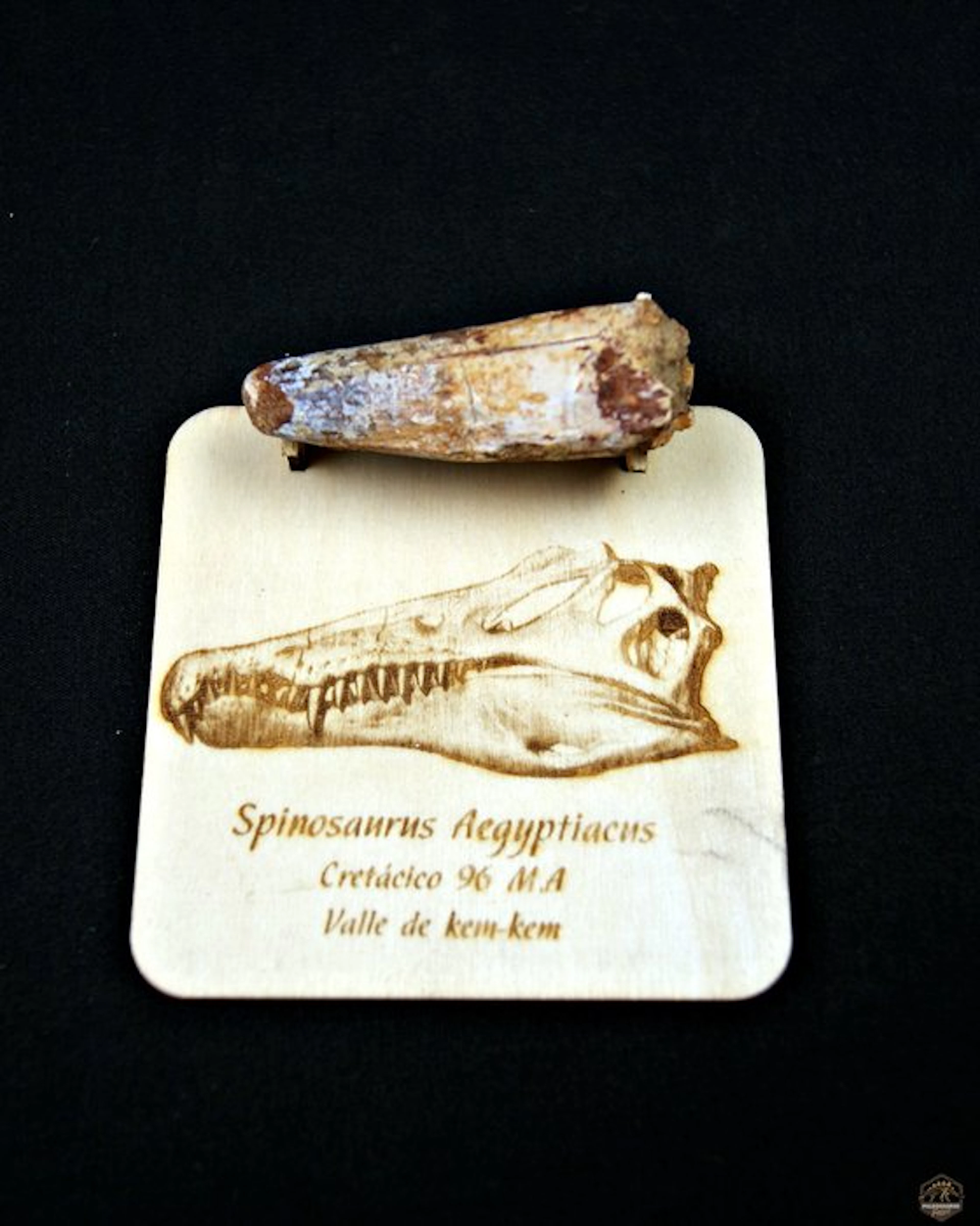Spinosaur - Fossilised tusk - Spinosaurus aegyptiacus (No reserve price)