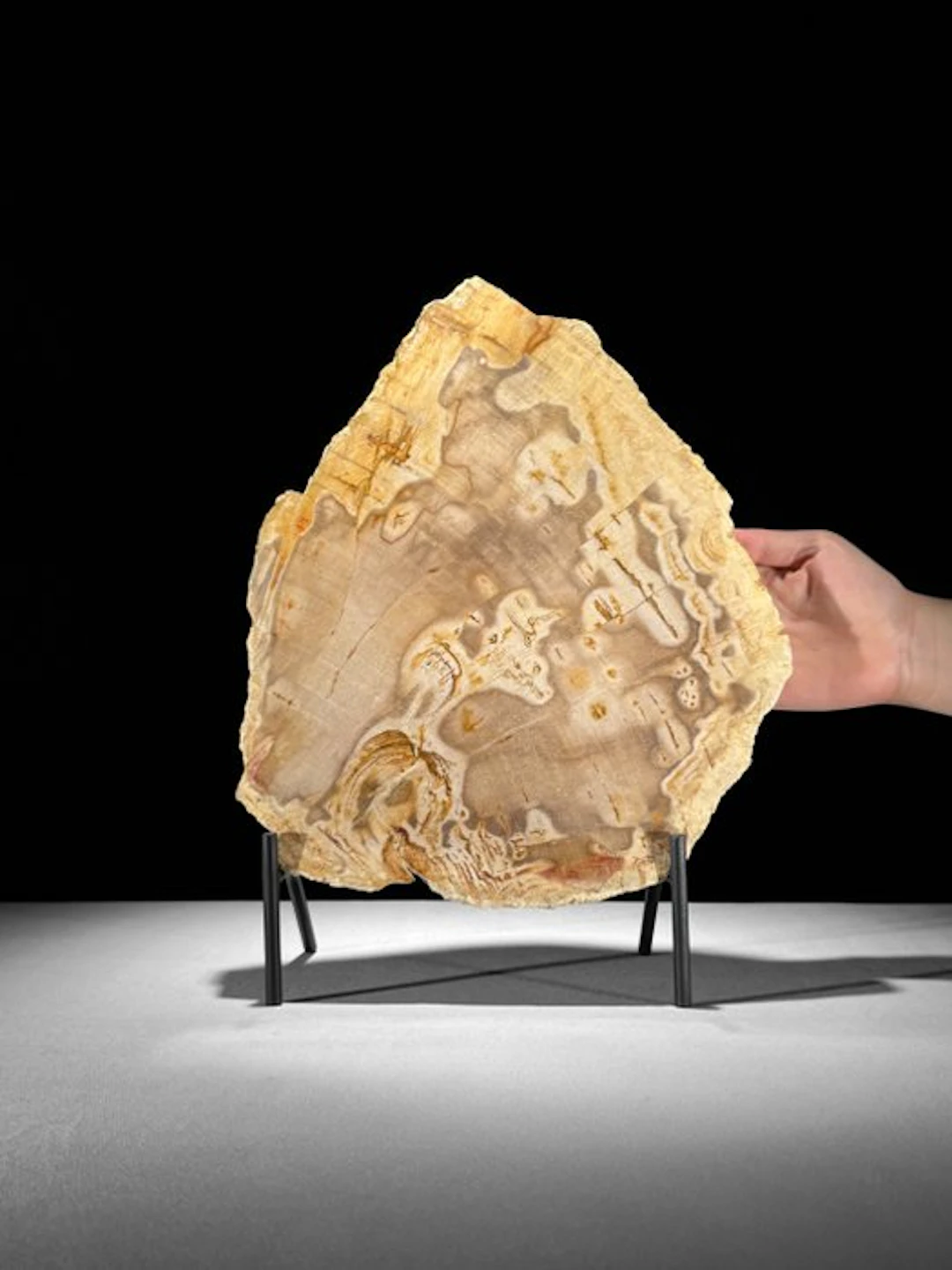 Beautiful Slice of Petrified Wood on a custom stand...