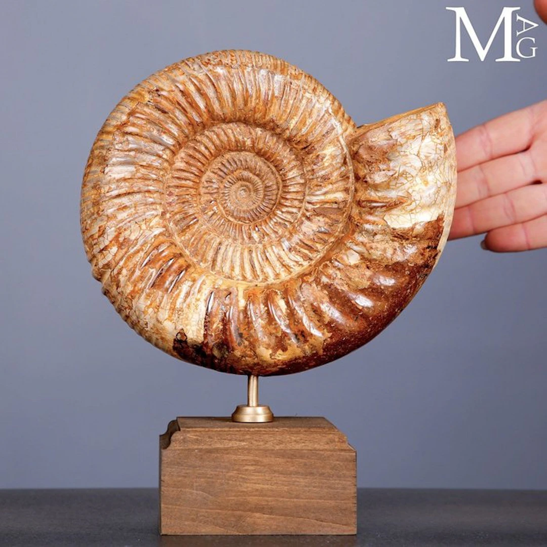 First Quality Fossil Specimen - Perisphinctes Ammonite...