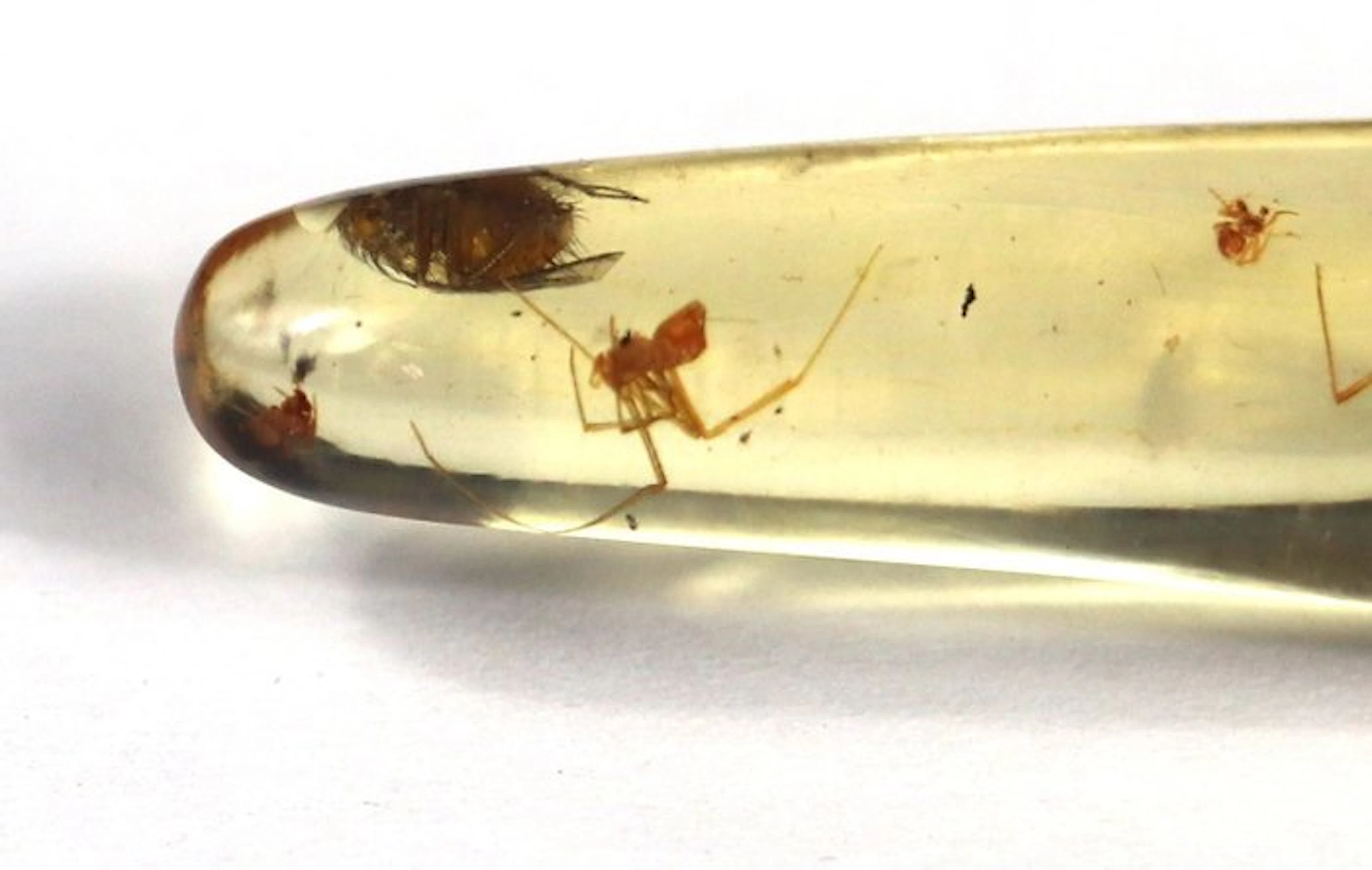 Copal - Amber - Big chunk with many insects