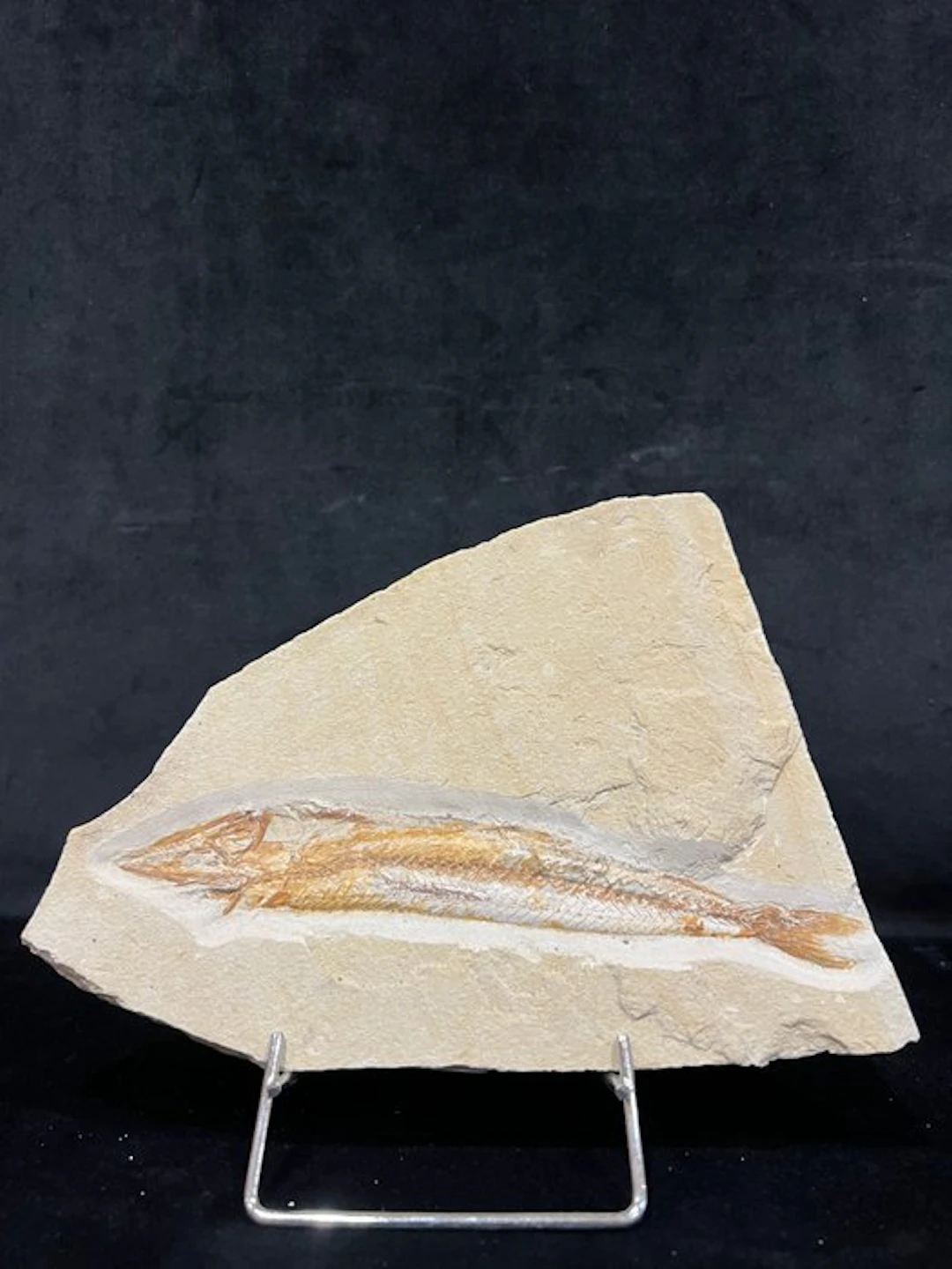 Fish - Fossil skeleton - Prionolepsis - 16 cm - 20 cm