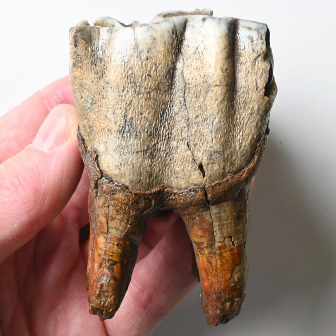 Woolly Rhinoceros - Fossil tooth - Coelodonta...