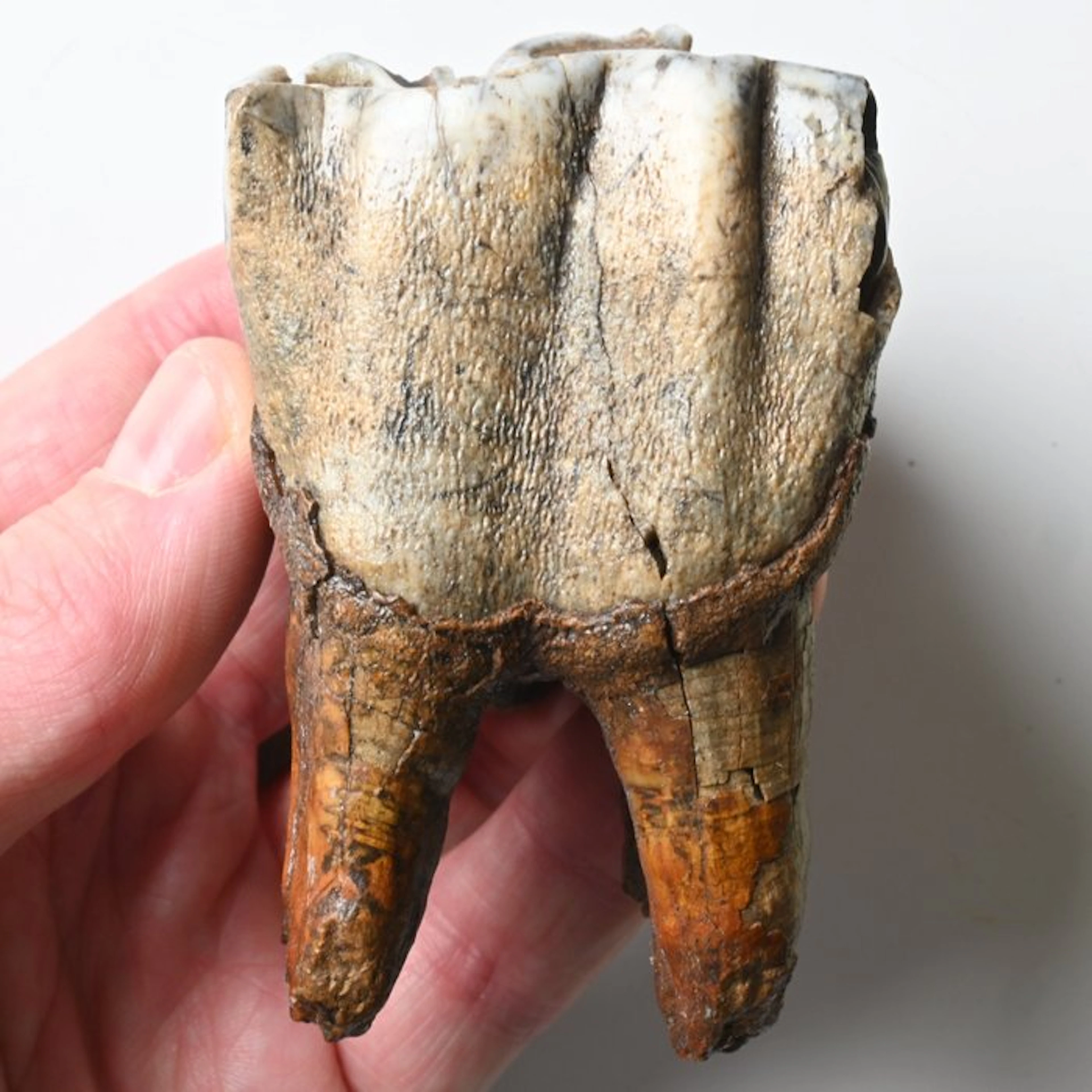 Woolly Rhinoceros - Fossil tooth - Coelodonta...