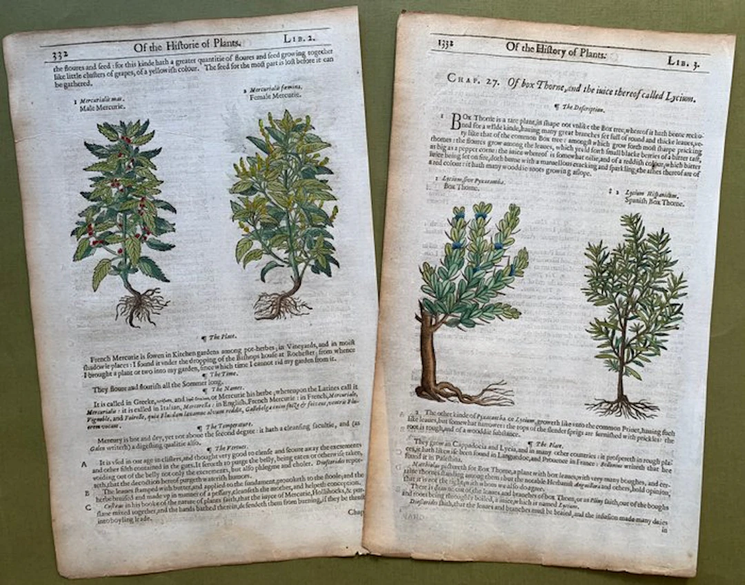The Herball or generall Historie of Plantes [5 xilografie botaniche] - 1597