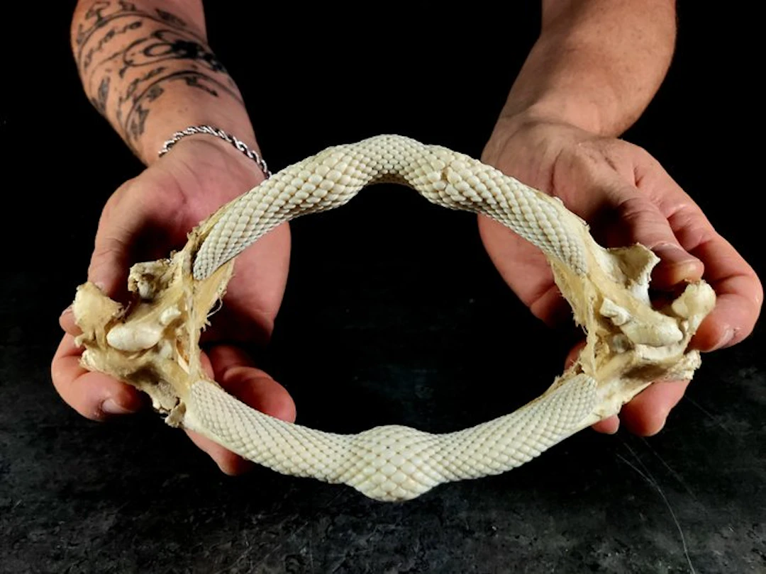 Gorgeous jaw of a giant guitarfish
