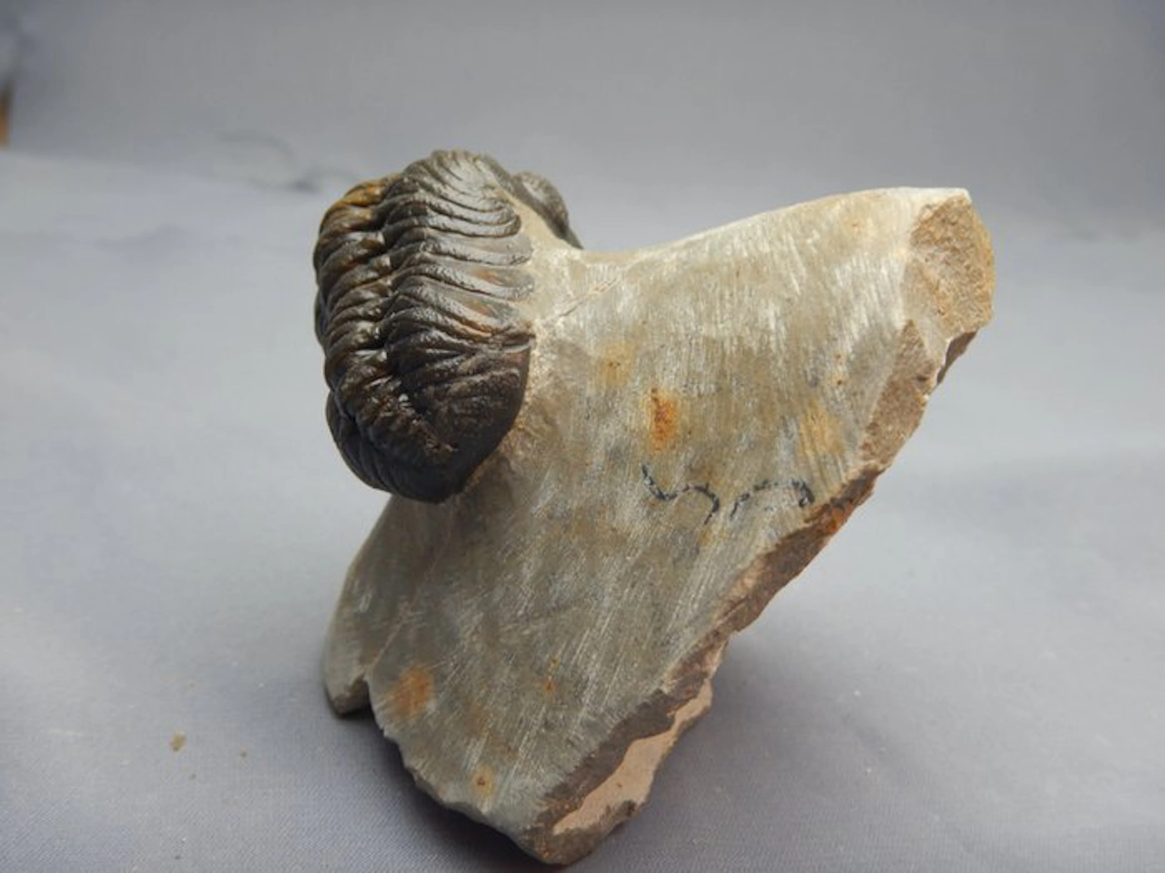 Fossil - Fossilised animal - Phacops - 7 cm