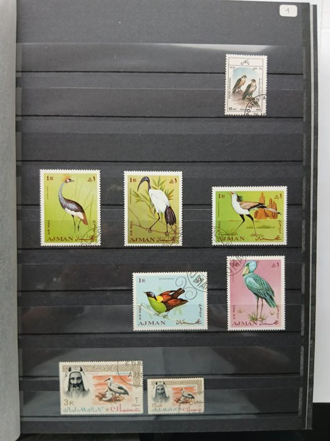World - birds of the world