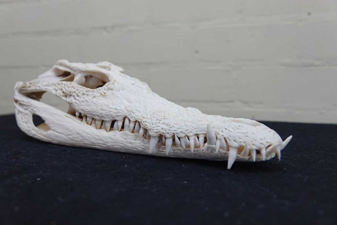 Nile Crocodile 32 cm Skull - Crocodylus niloticus (with...