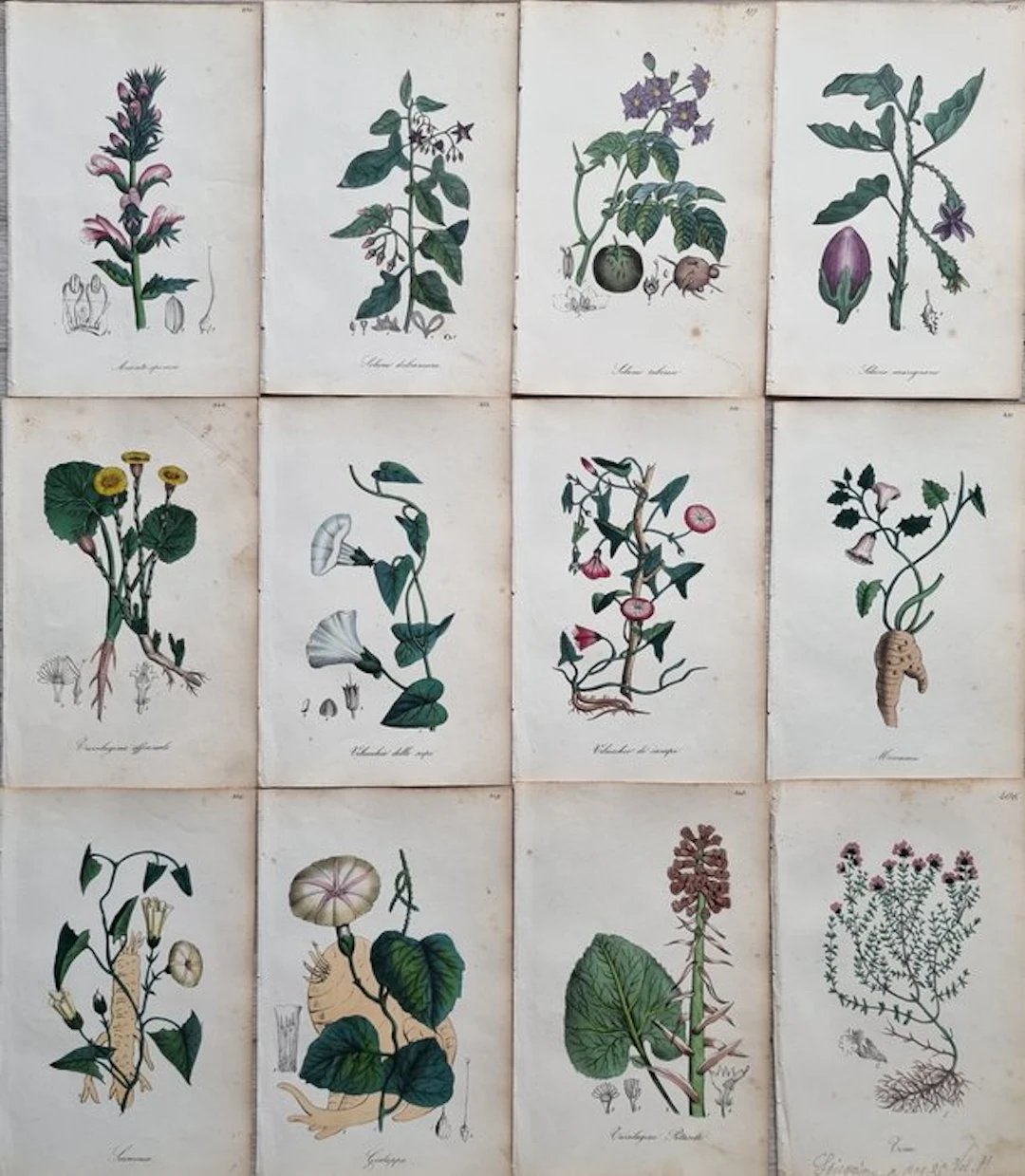 Felice Cassone (1815/ 1854) - Lot