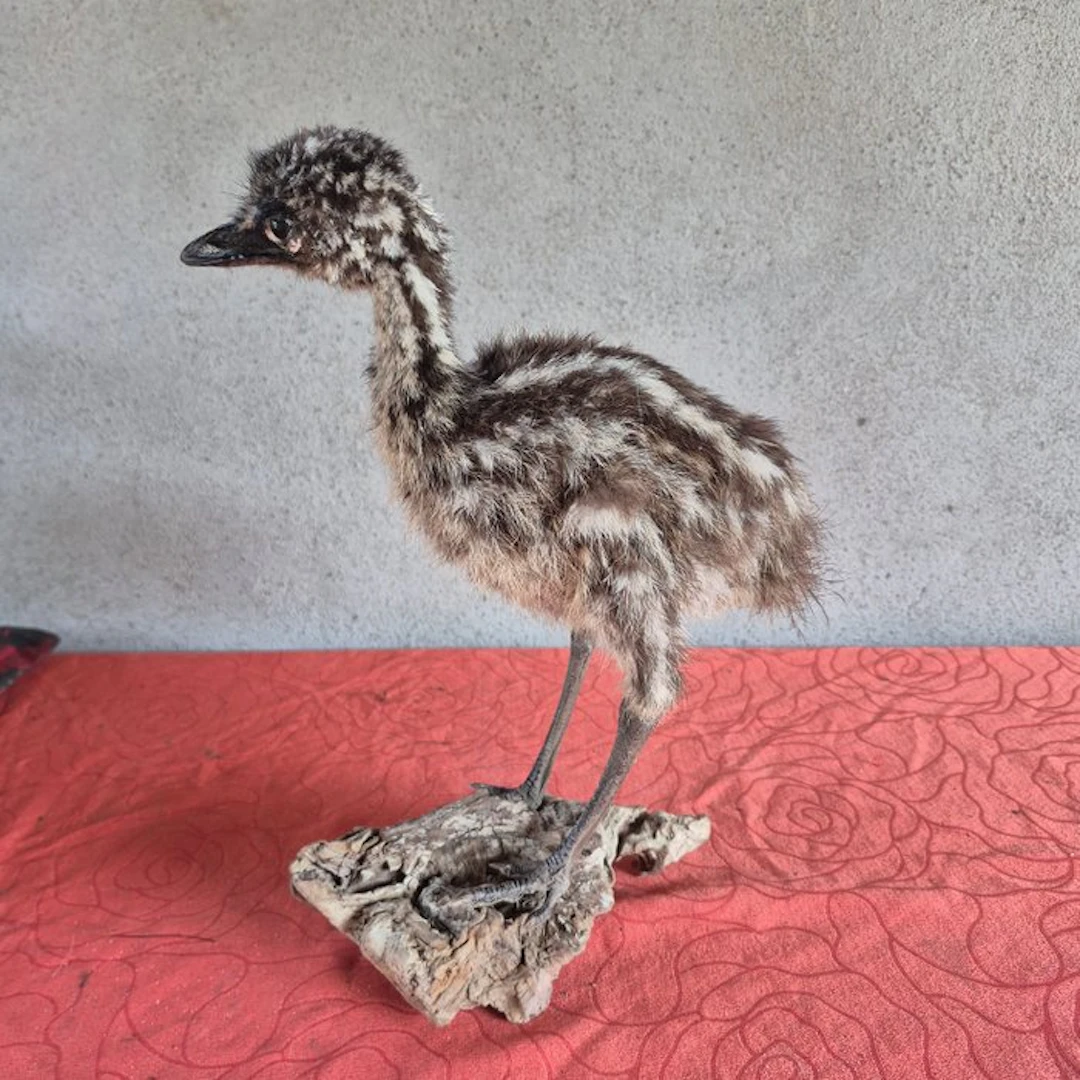 Emu Taxidermy wall mount - Dromaius novaehollandiae...