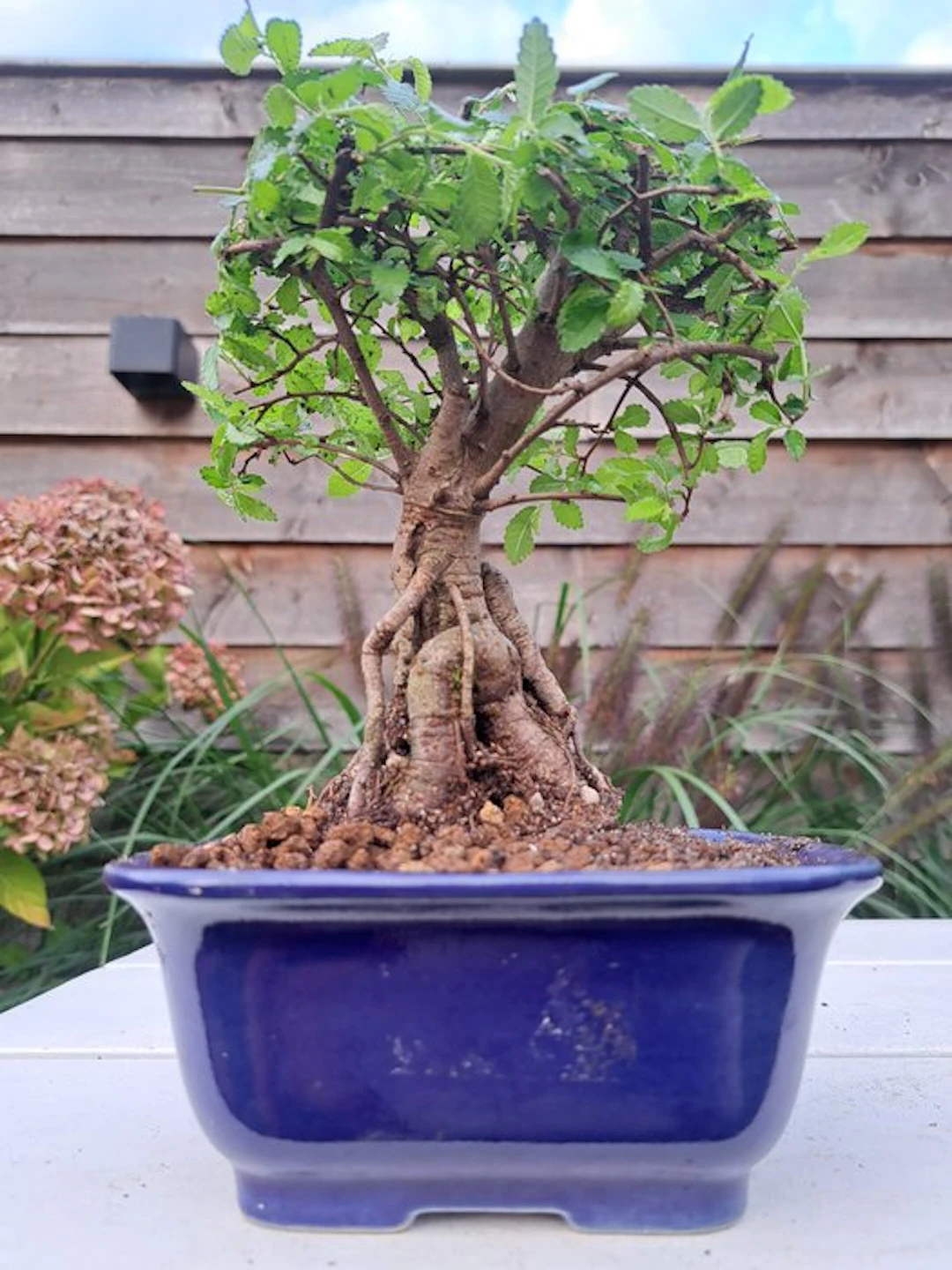 Chinese elm bonsai (Ulmus parviflora) - Height (Tree): 17...