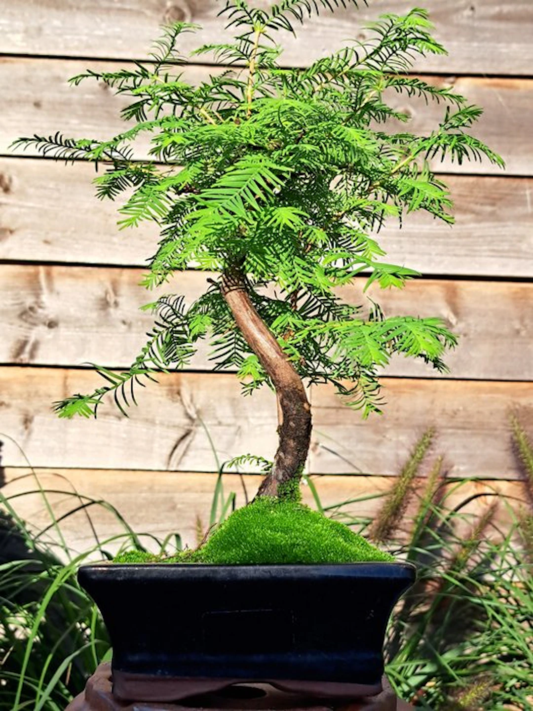 Metasequoia bonsai in a bonsai pot