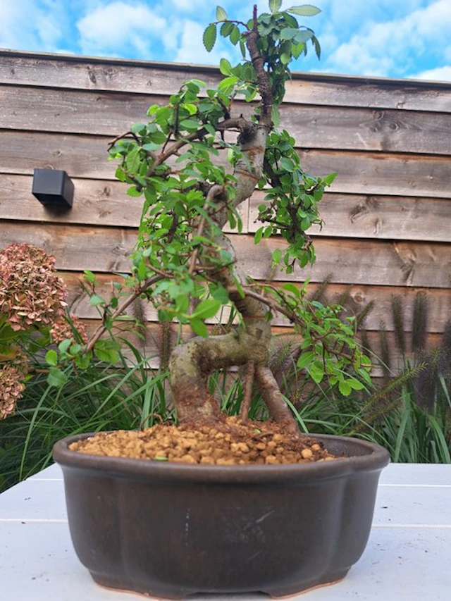 Chinese elm bonsai (Ulmus parviflora) - Height (Tree): 30...