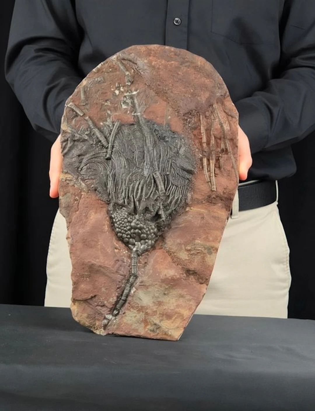 Crinoid - Fossilised animal - 37 cm - 21 cm