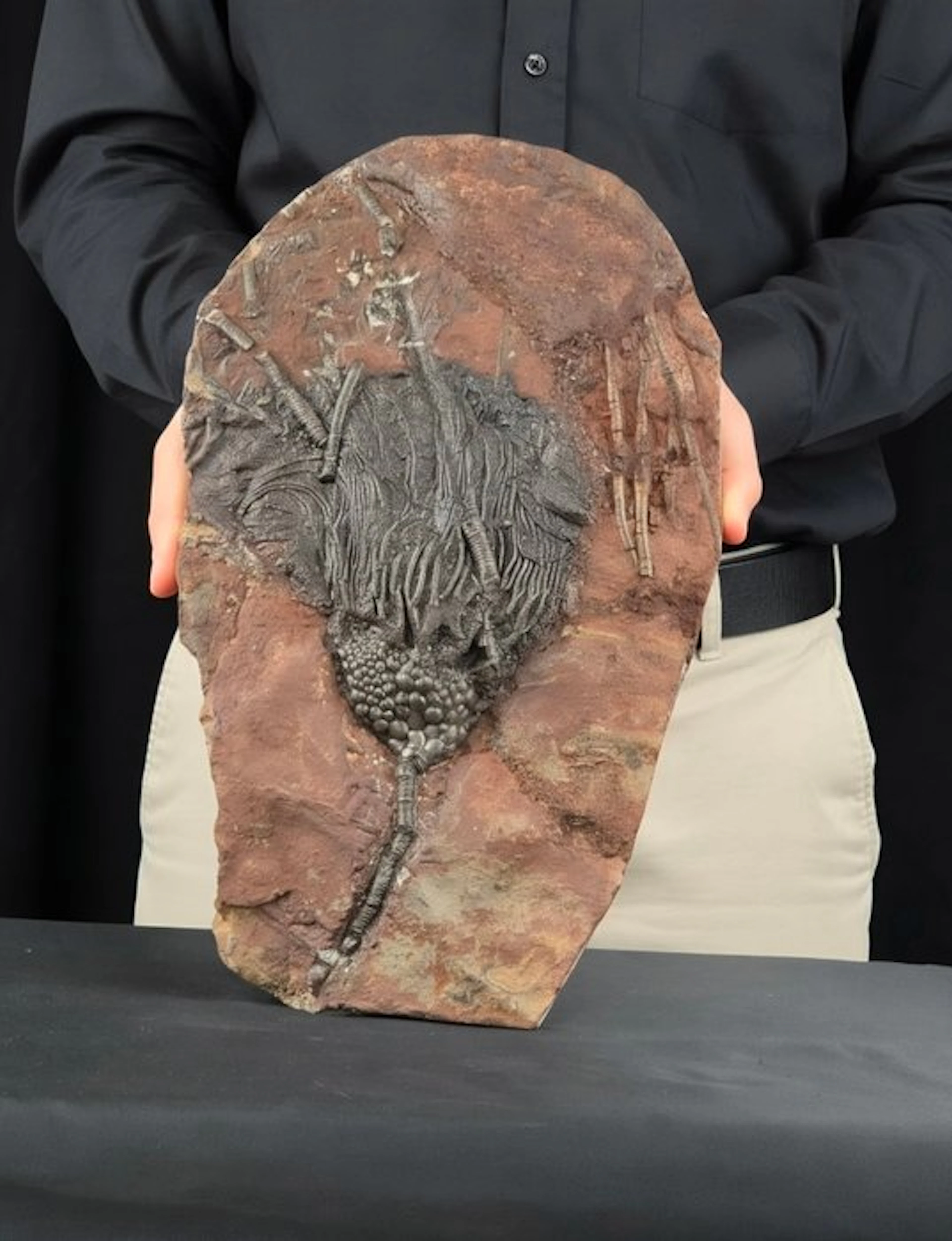 Crinoid - Fossilised animal - 37 cm - 21 cm