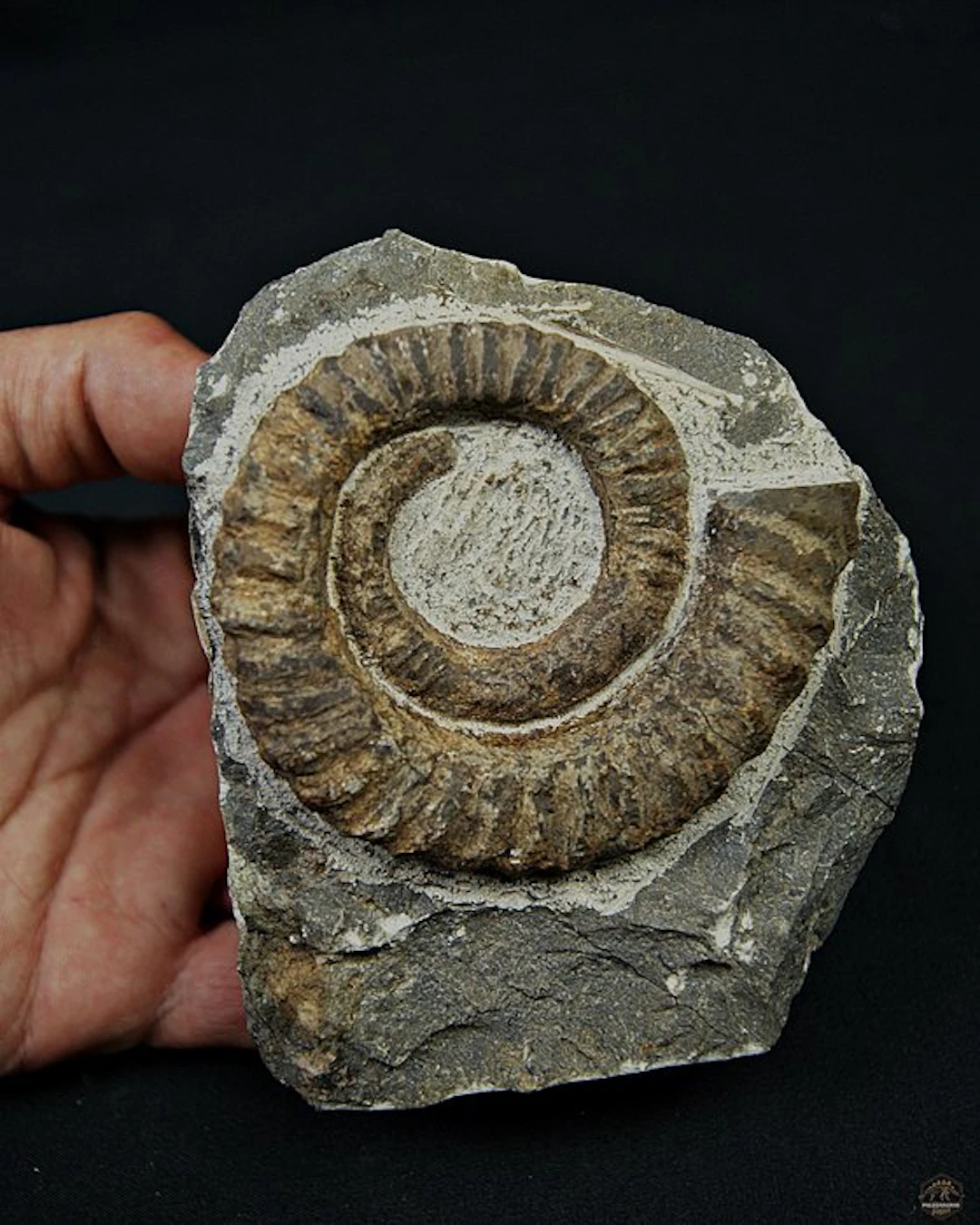 Ammonite - Fossilised animal - Amonite Anetoceras