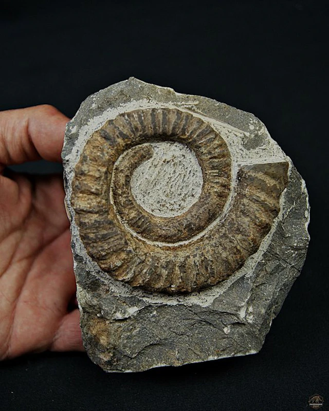 Ammonite - Fossilised animal - Amonite Anetoceras