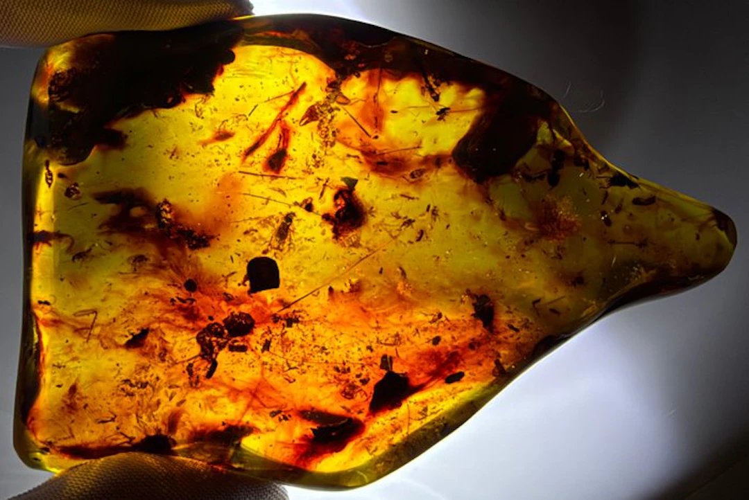 FOSSlL-AMAZING!! Dominican amber- Museum- 81 g